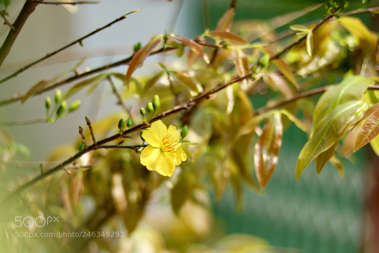 Canon EOS 750D (EOS Rebel T6i / EOS Kiss X8i) sample photo. Hoa mai photography
