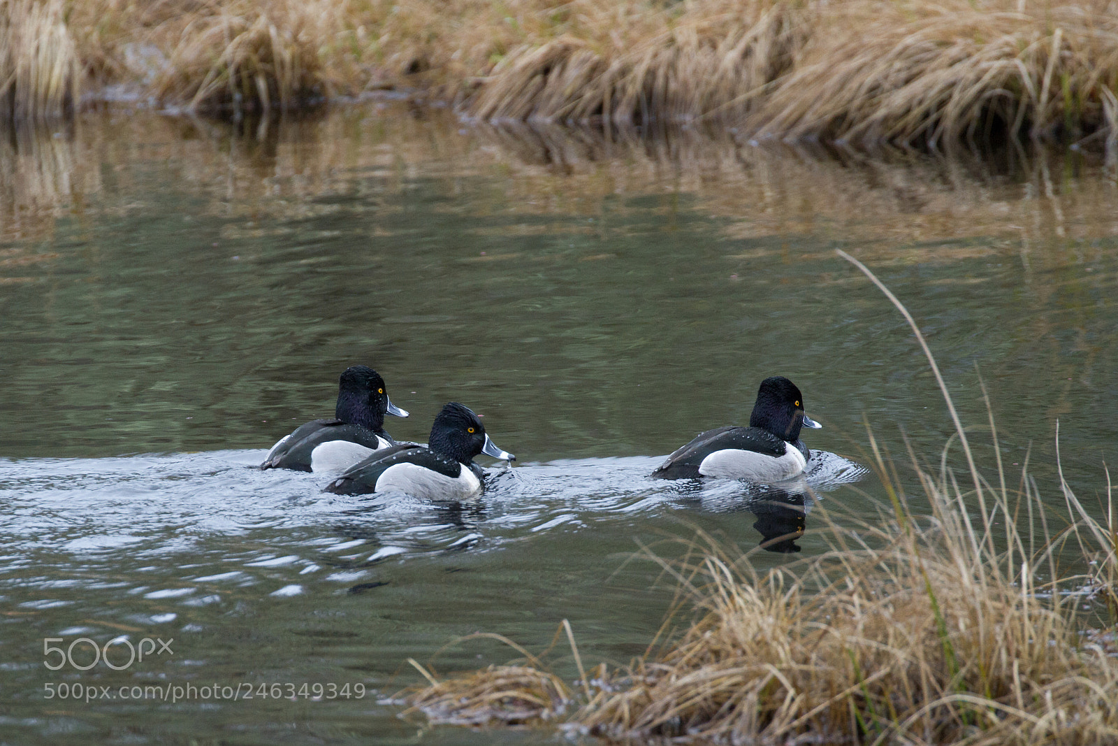 Canon EOS 7D sample photo. Ring-necked duck photography
