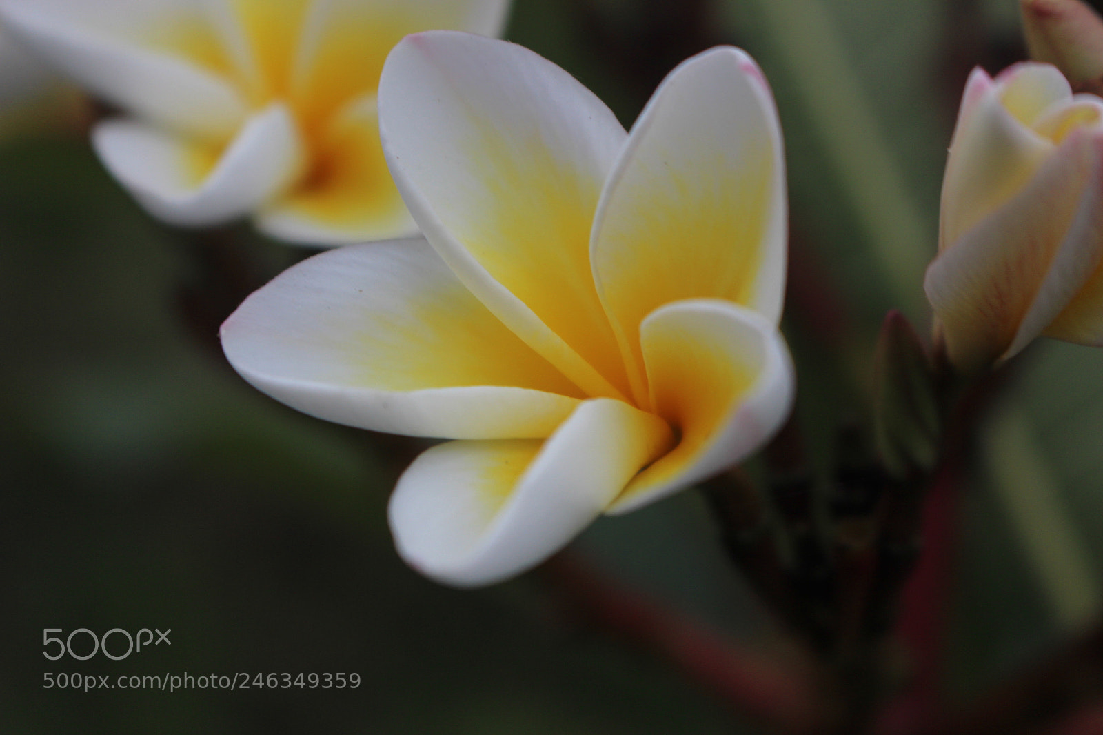 Canon EOS 700D (EOS Rebel T5i / EOS Kiss X7i) sample photo. Beautiful macro photo of photography