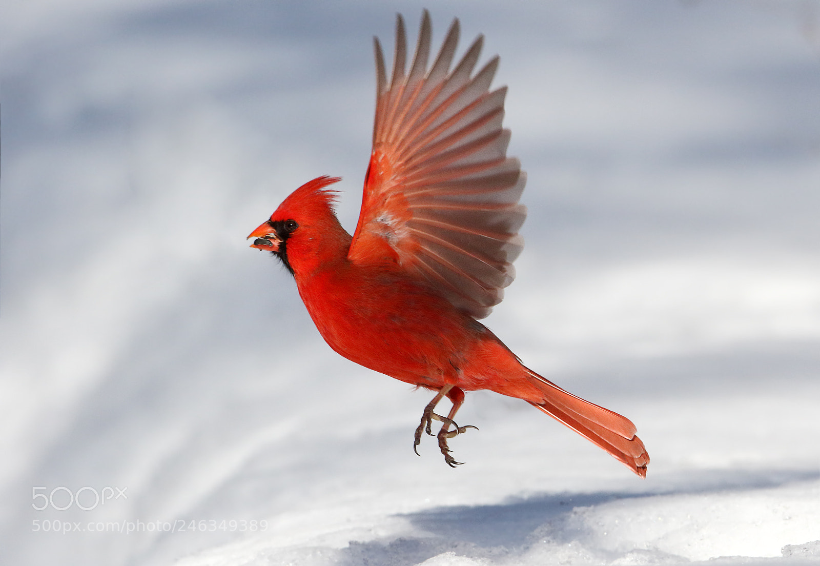 Canon EOS 7D Mark II sample photo. Canadian colors photography