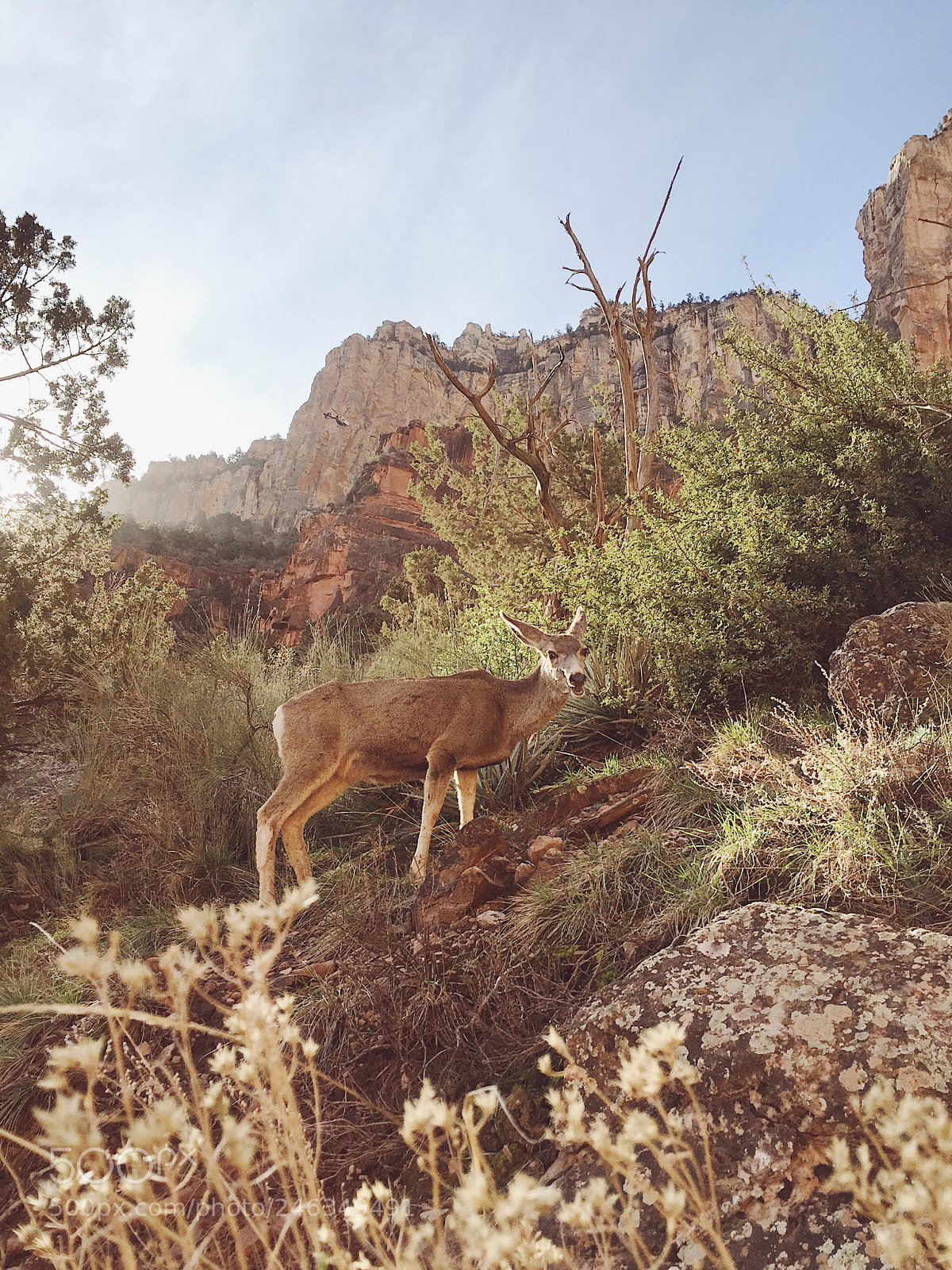 Apple iPhone 6 sample photo. Oh deer photography