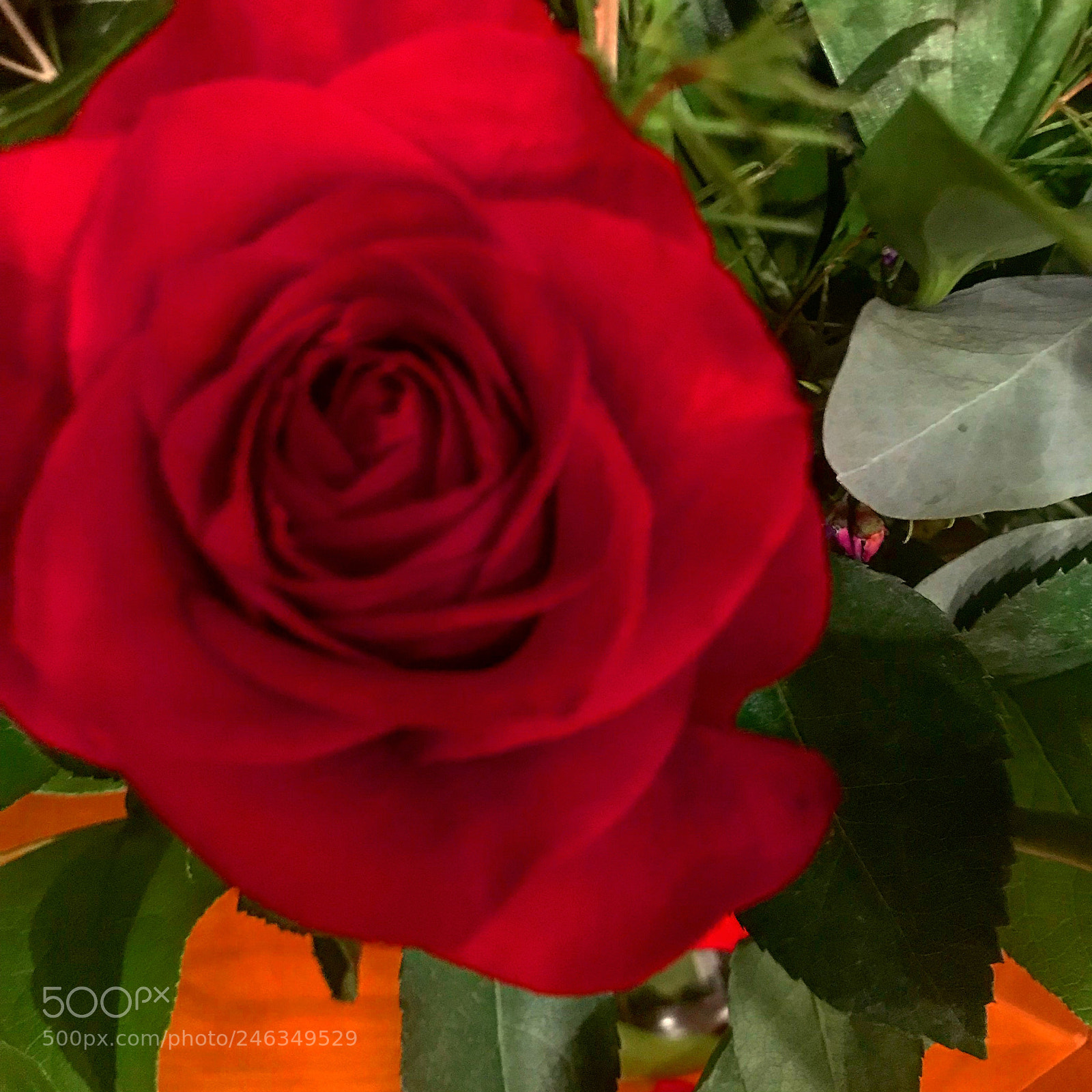 Apple iPhone 7 sample photo. Next to a rose! photography