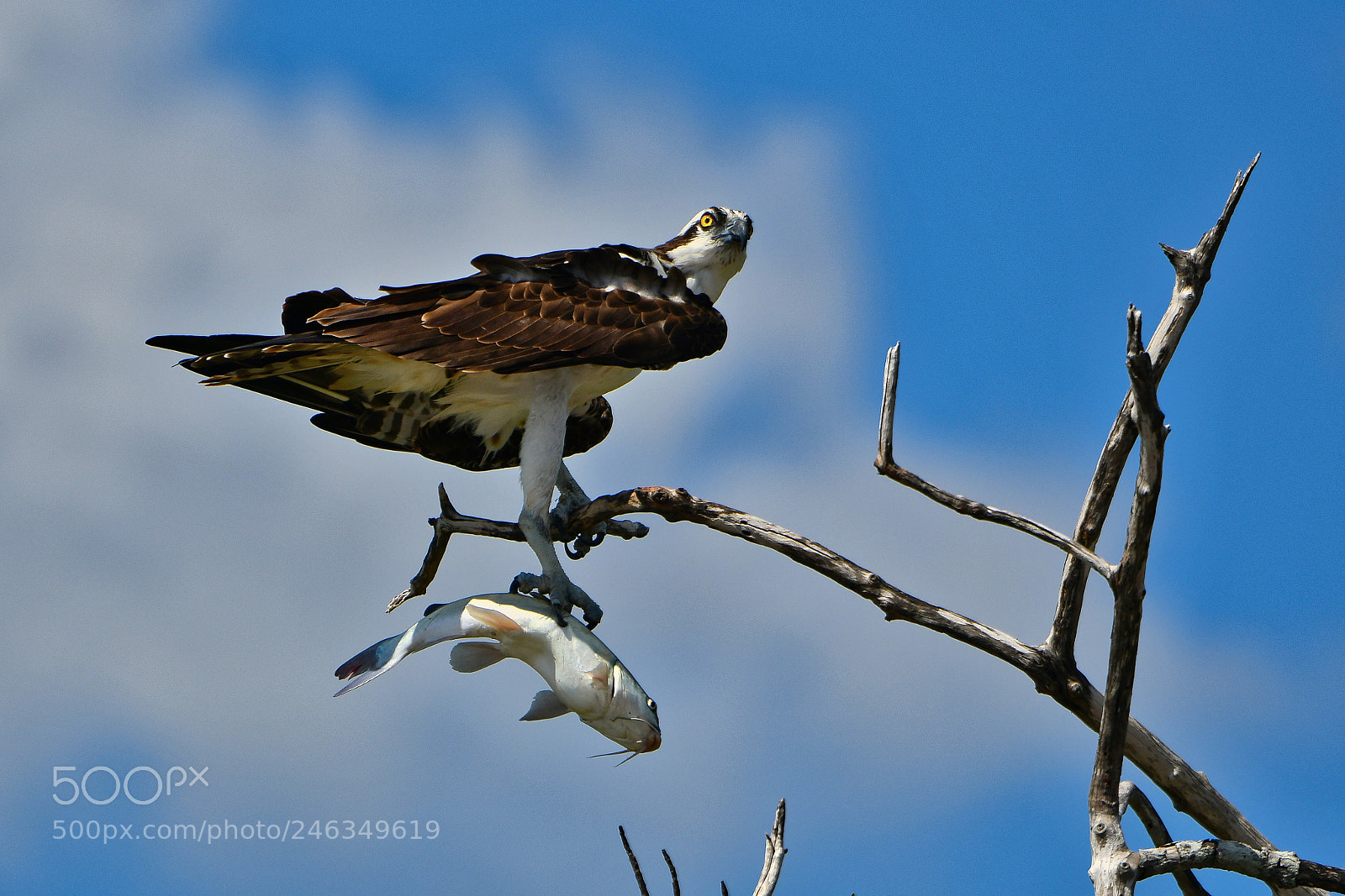 Nikon D500 sample photo. Osprey with prey photography