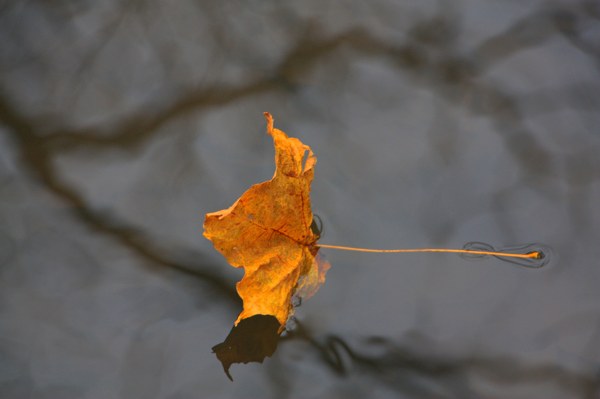 Canon EOS 450D (EOS Rebel XSi / EOS Kiss X2) sample photo. Float the reflection photography
