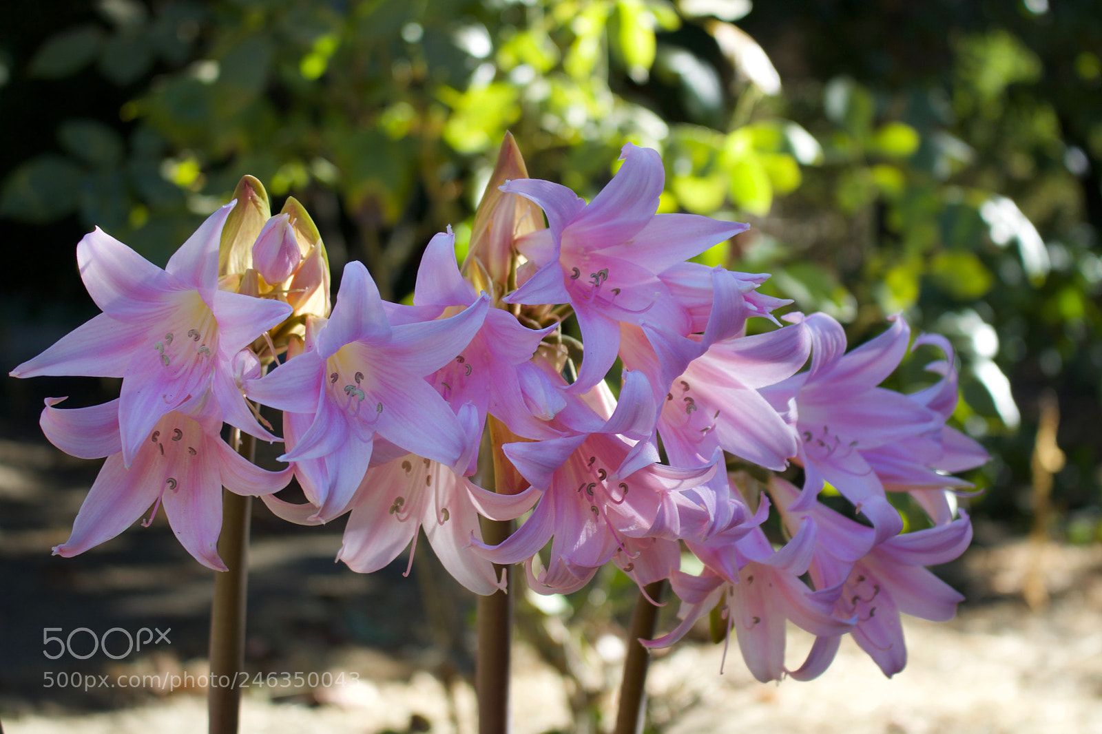 Canon EOS 750D (EOS Rebel T6i / EOS Kiss X8i) sample photo. Rf photography