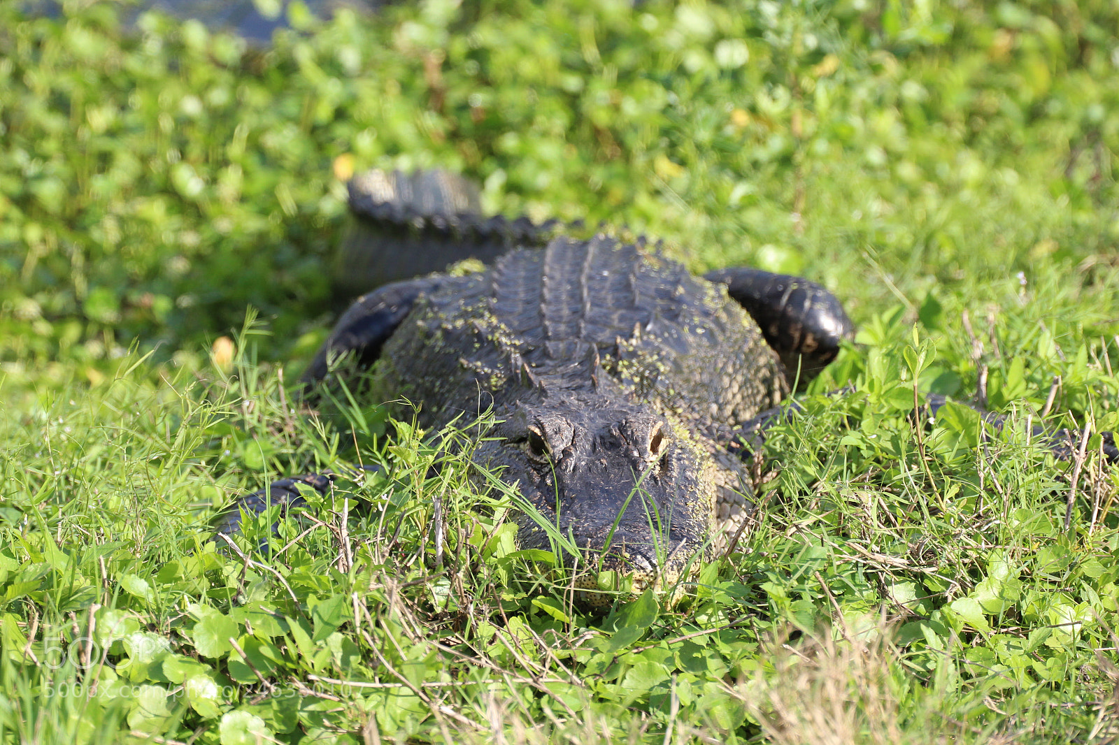 Canon EOS 1200D (EOS Rebel T5 / EOS Kiss X70 / EOS Hi) sample photo. Florida gator photography