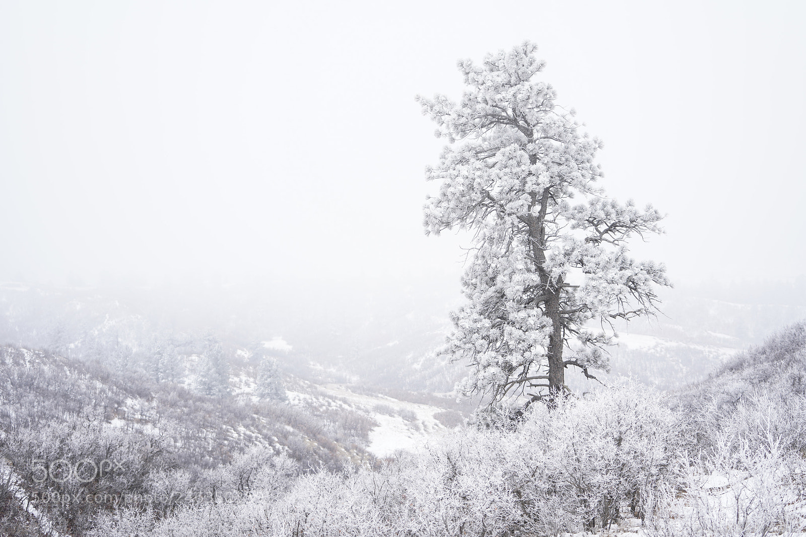 Sony a7R III sample photo. Winters glaze photography