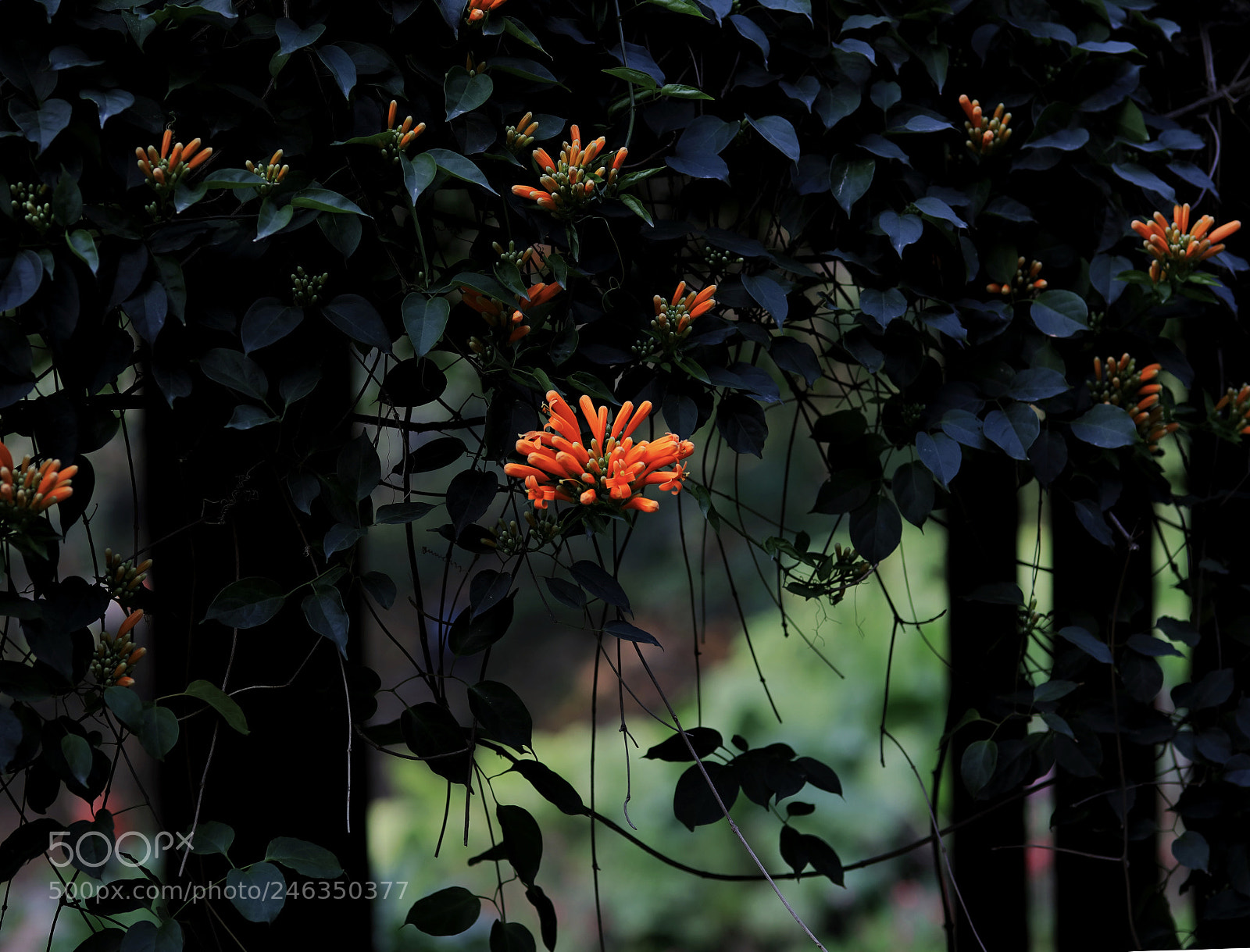 Canon EOS 5DS R sample photo. Peace photography