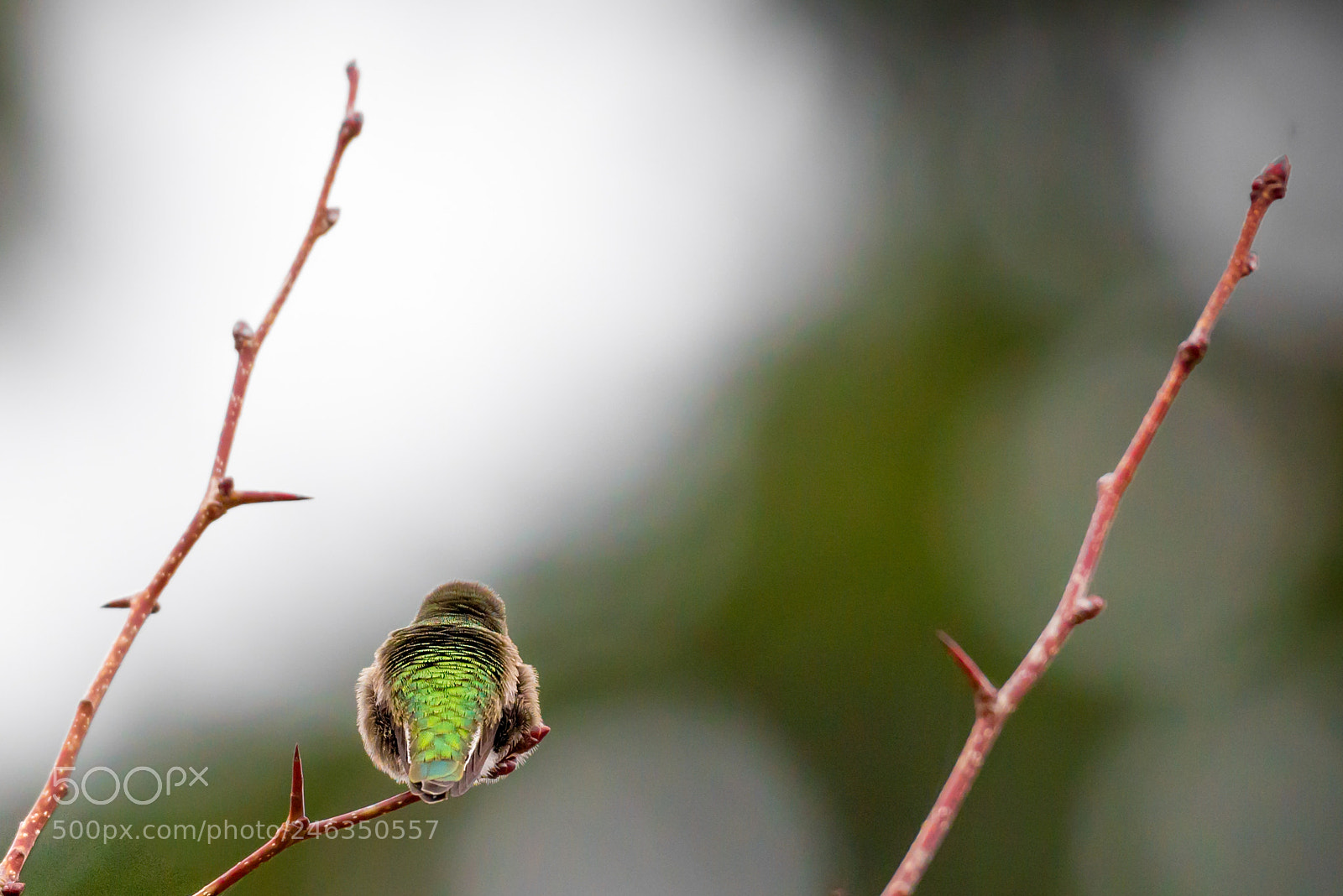 Nikon D610 sample photo. Where to now photography