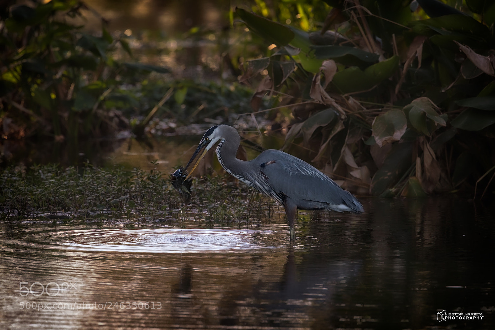 Canon EOS-1D X Mark II sample photo. Still alive photography