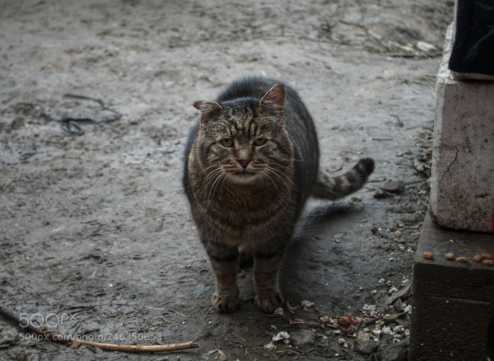Pentax K-30 sample photo. Homeless cat photography