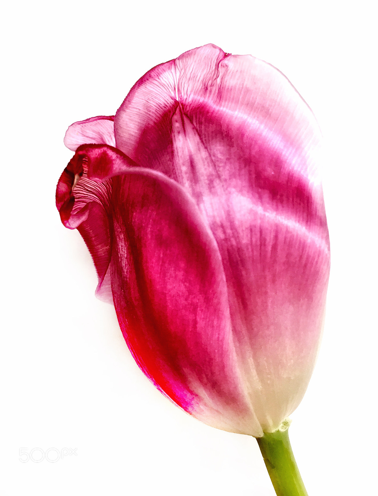 Apple iPhone 6s sample photo. Pink tulip photography