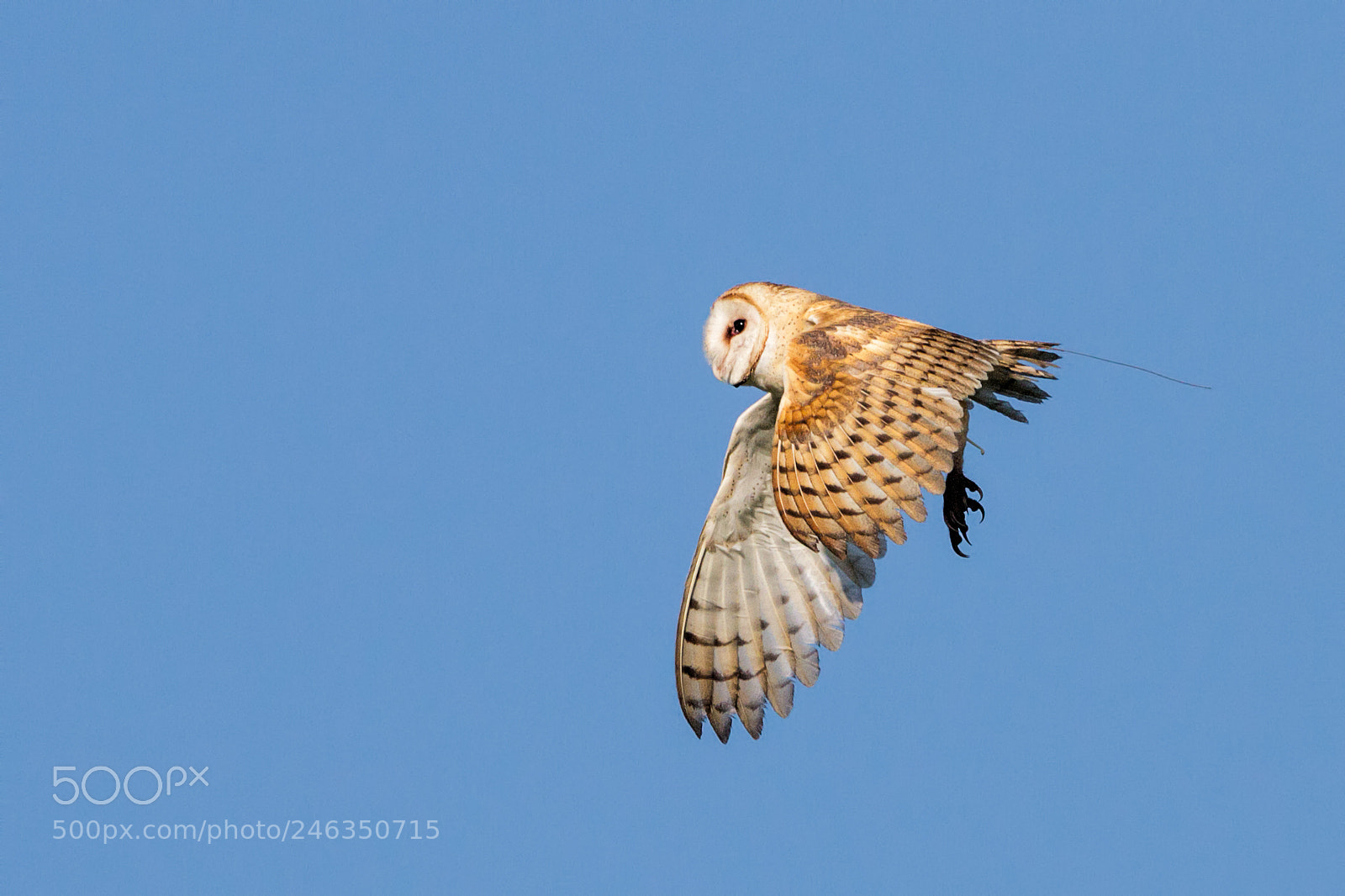 Canon EOS 7D sample photo. The flight of the photography
