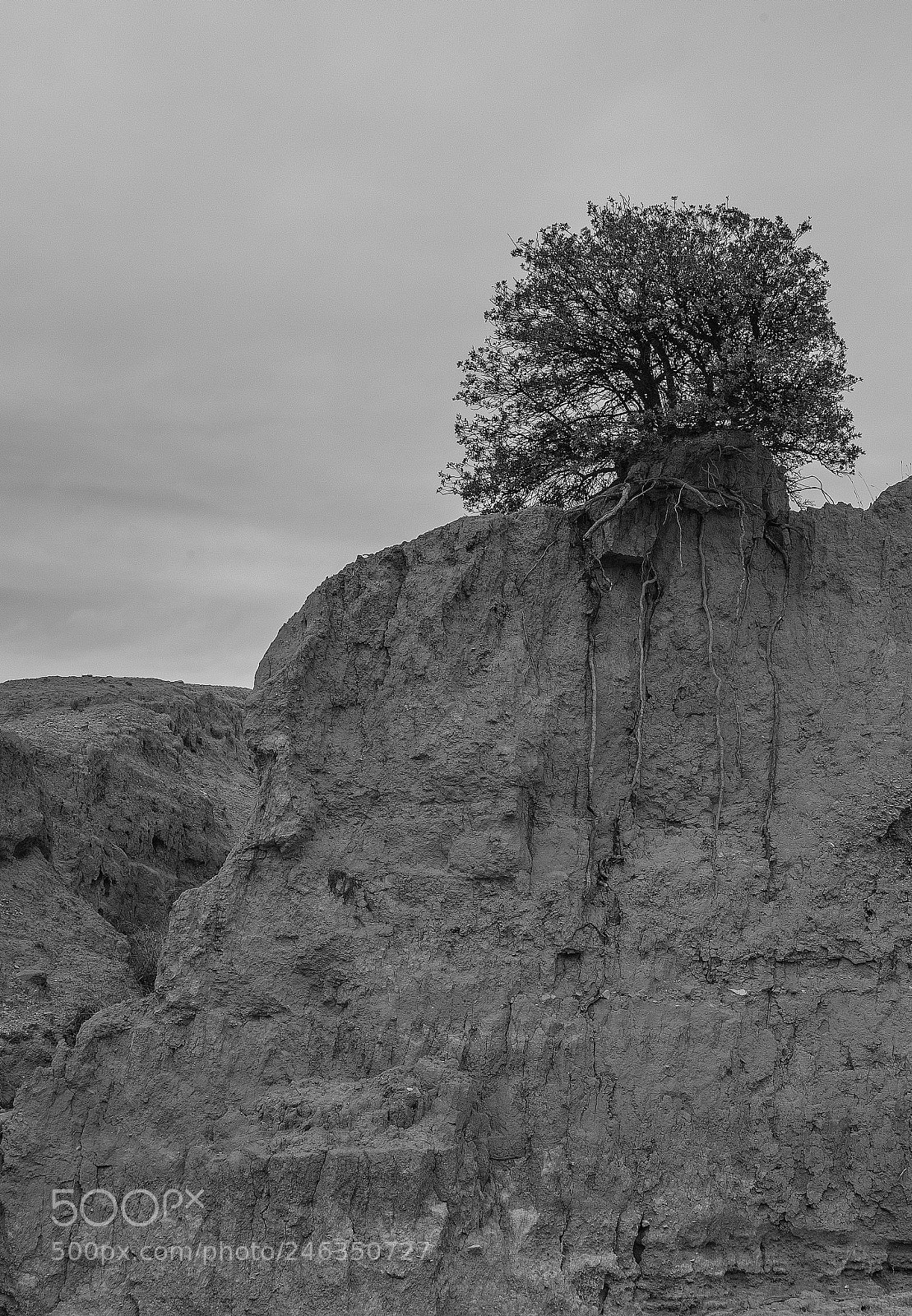 Fujifilm X-A1 sample photo. Root photography