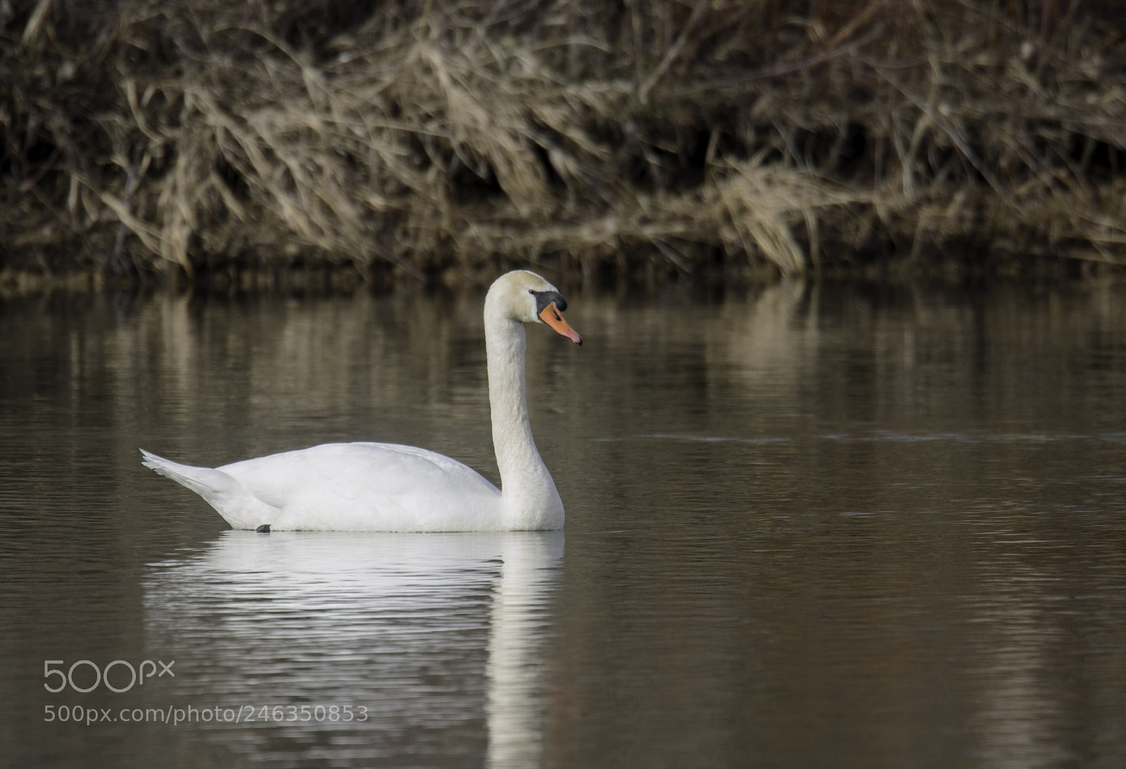 Nikon D810 sample photo. Untitled photography