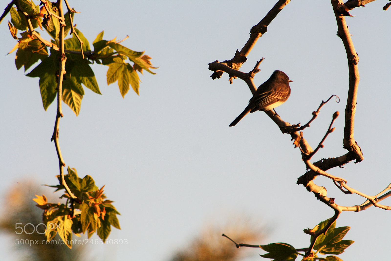 Canon EOS 1000D (EOS Digital Rebel XS / EOS Kiss F) sample photo. Little birdie photography