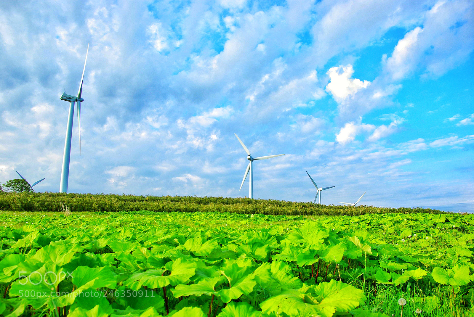 Pentax K10D sample photo. Shimamaki windfarm photography