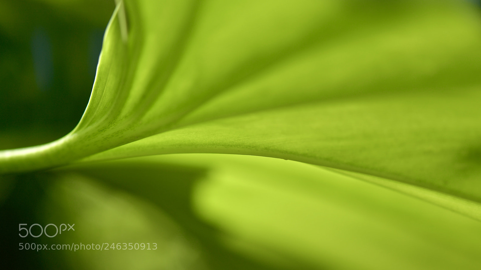 Nikon D5 sample photo. Un d a de photography