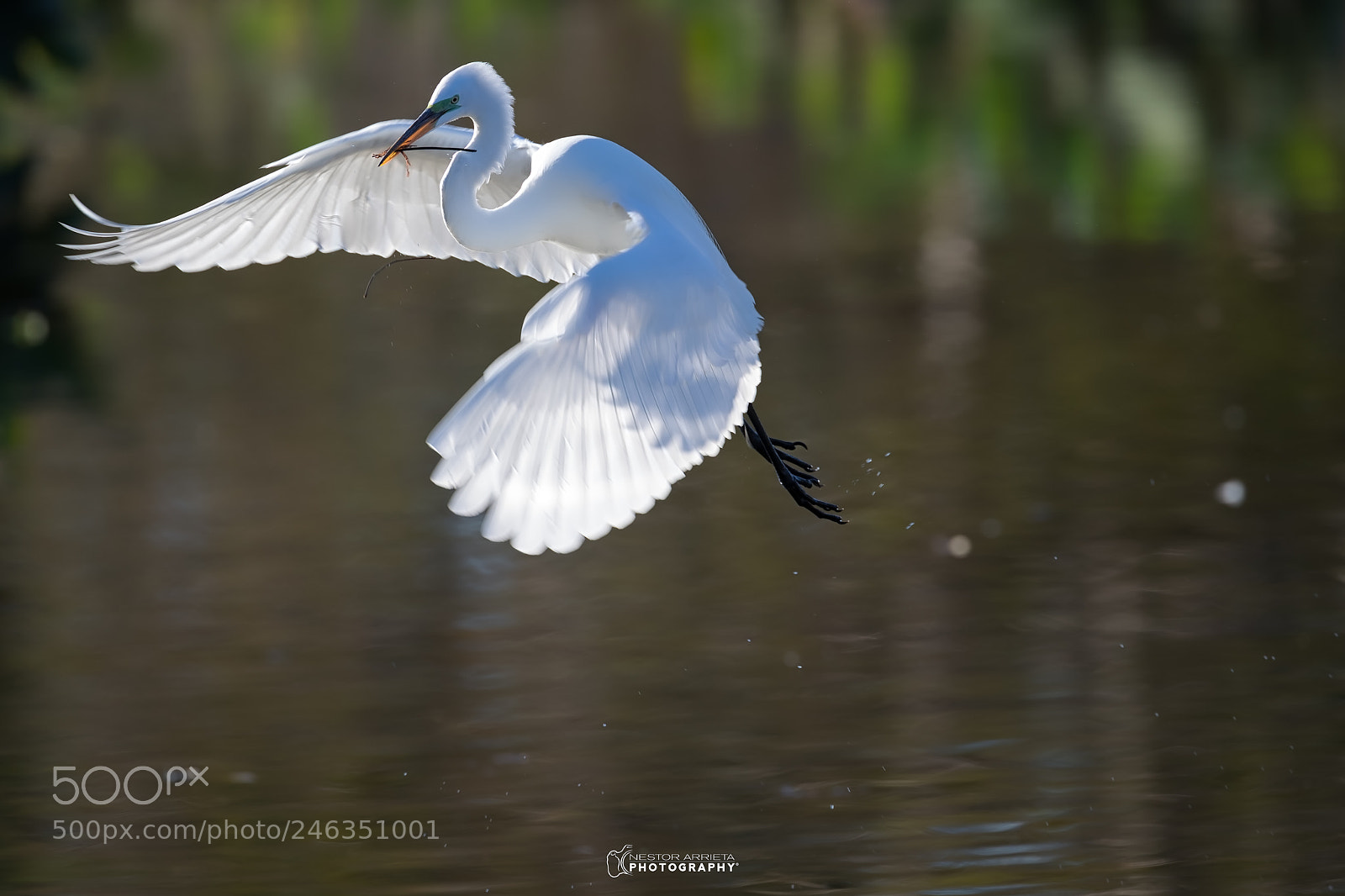 Canon EOS-1D X Mark II sample photo. Angel photography