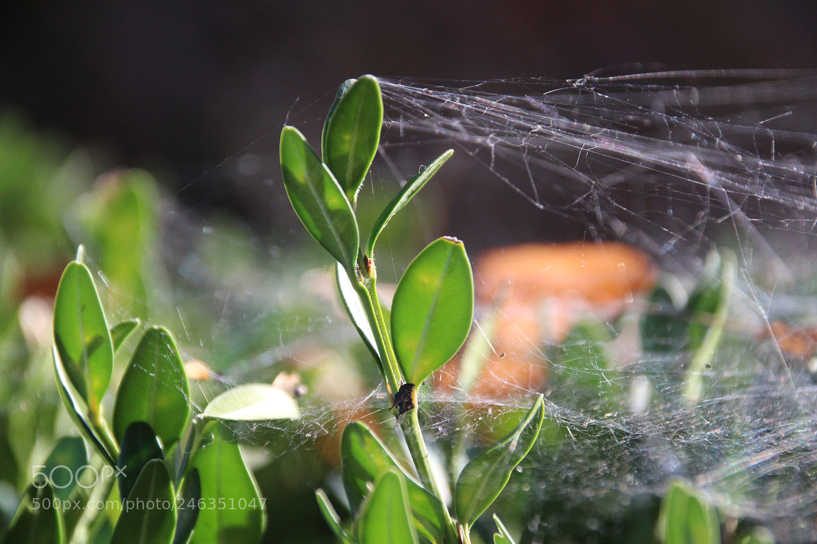 Canon EOS 1200D (EOS Rebel T5 / EOS Kiss X70 / EOS Hi) sample photo. Spiderrr web photography