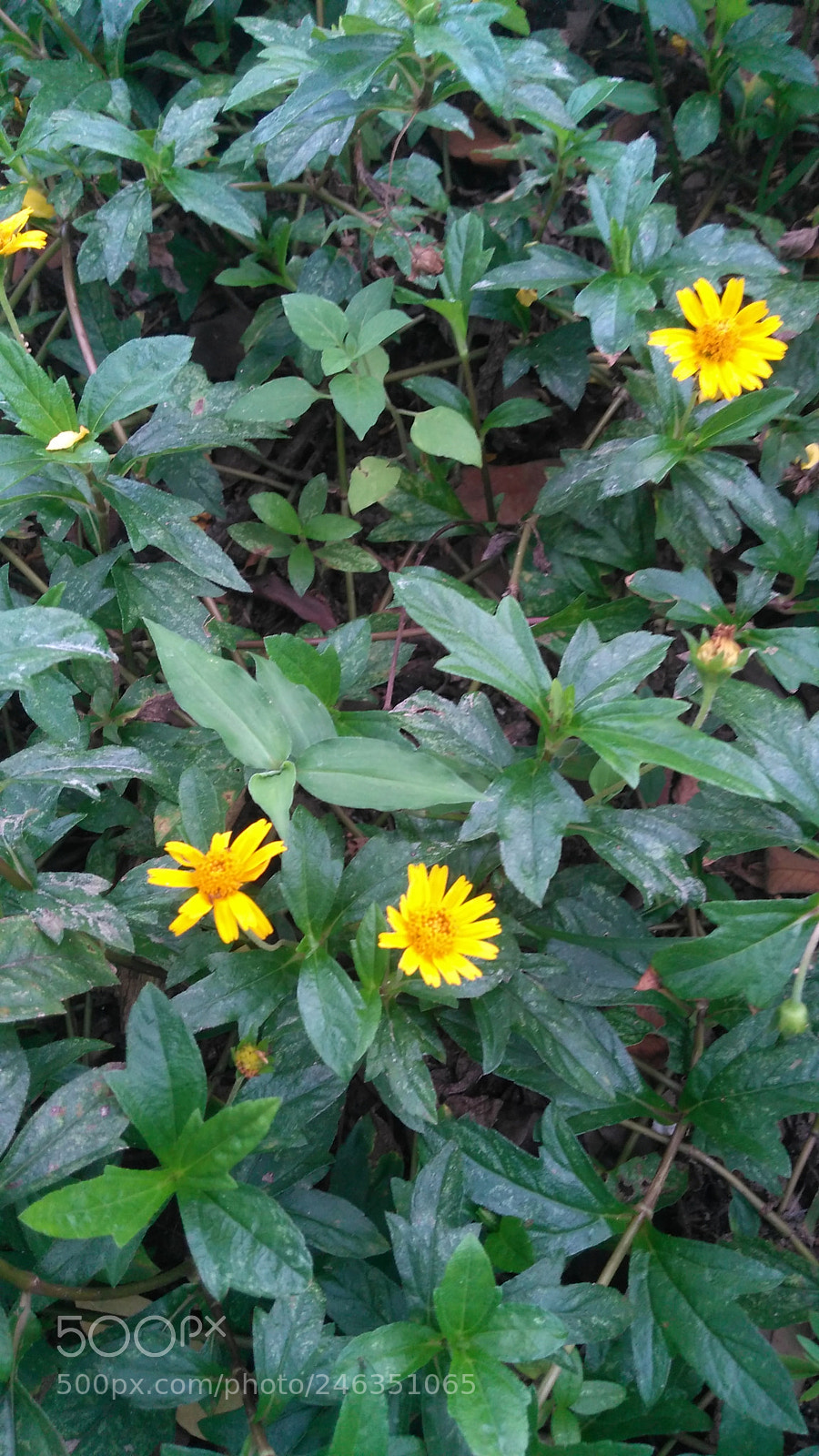 Motorola Moto G Play sample photo. Untitled photography