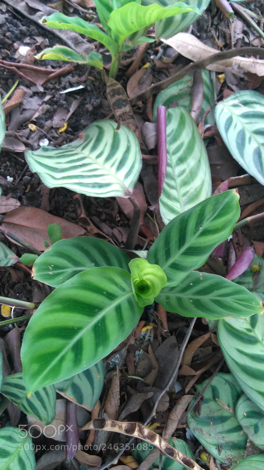 Motorola Moto G Play sample photo. Untitled photography