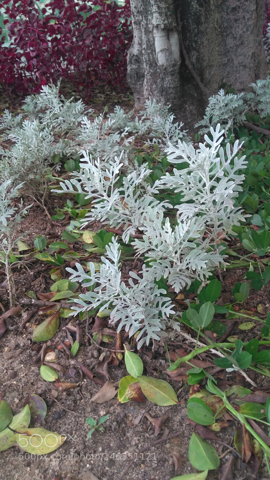 Motorola Moto G Play sample photo. Untitled photography