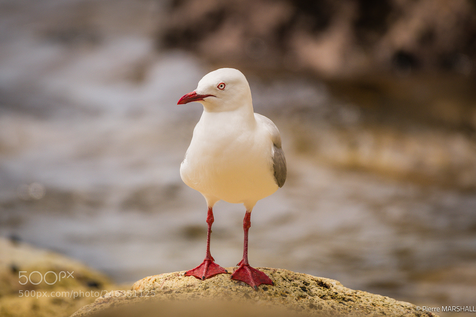 Nikon D500 sample photo. Portrait of a red-billed photography