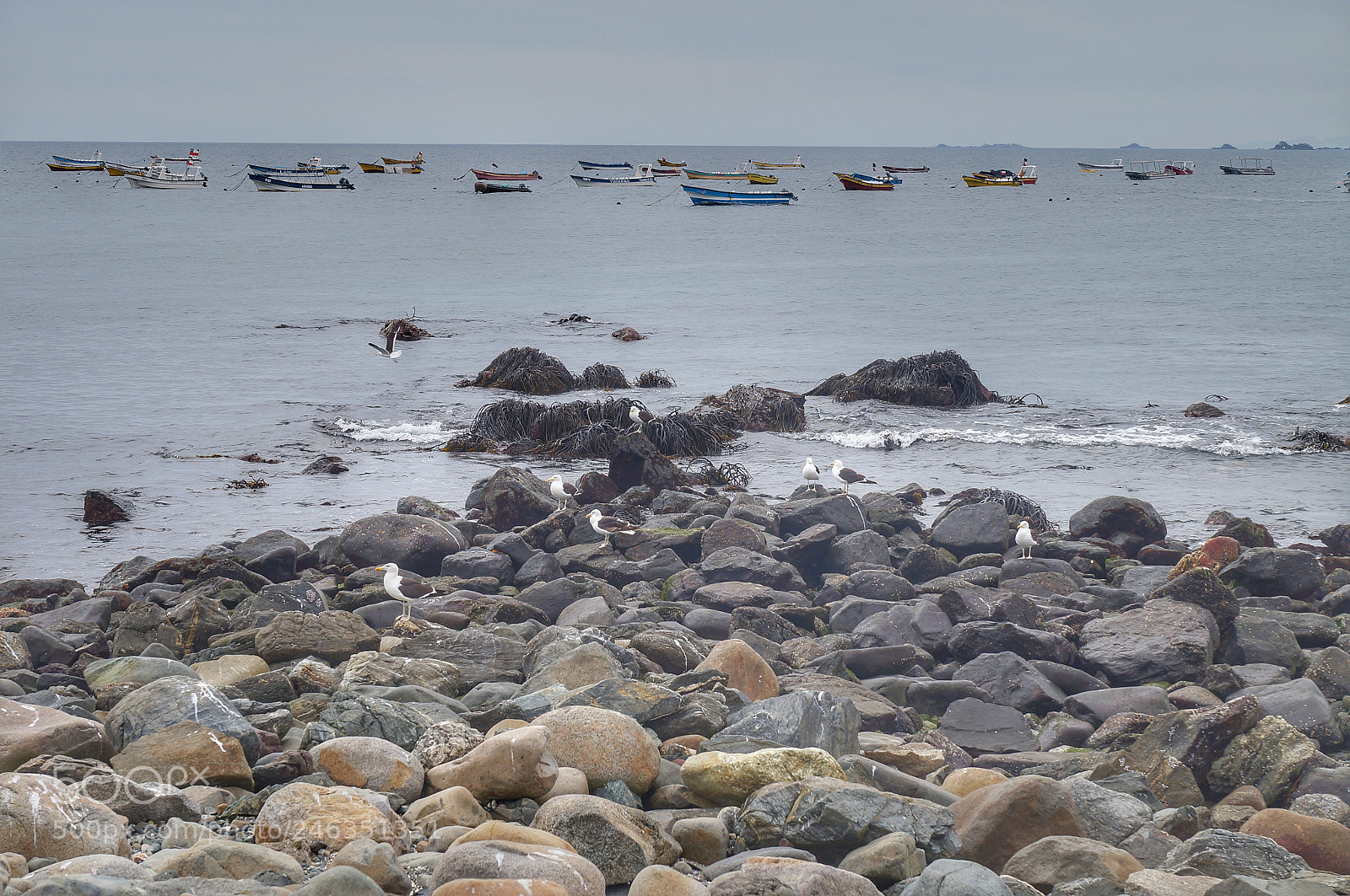 Sony SLT-A37 sample photo. Punta de choros chile photography