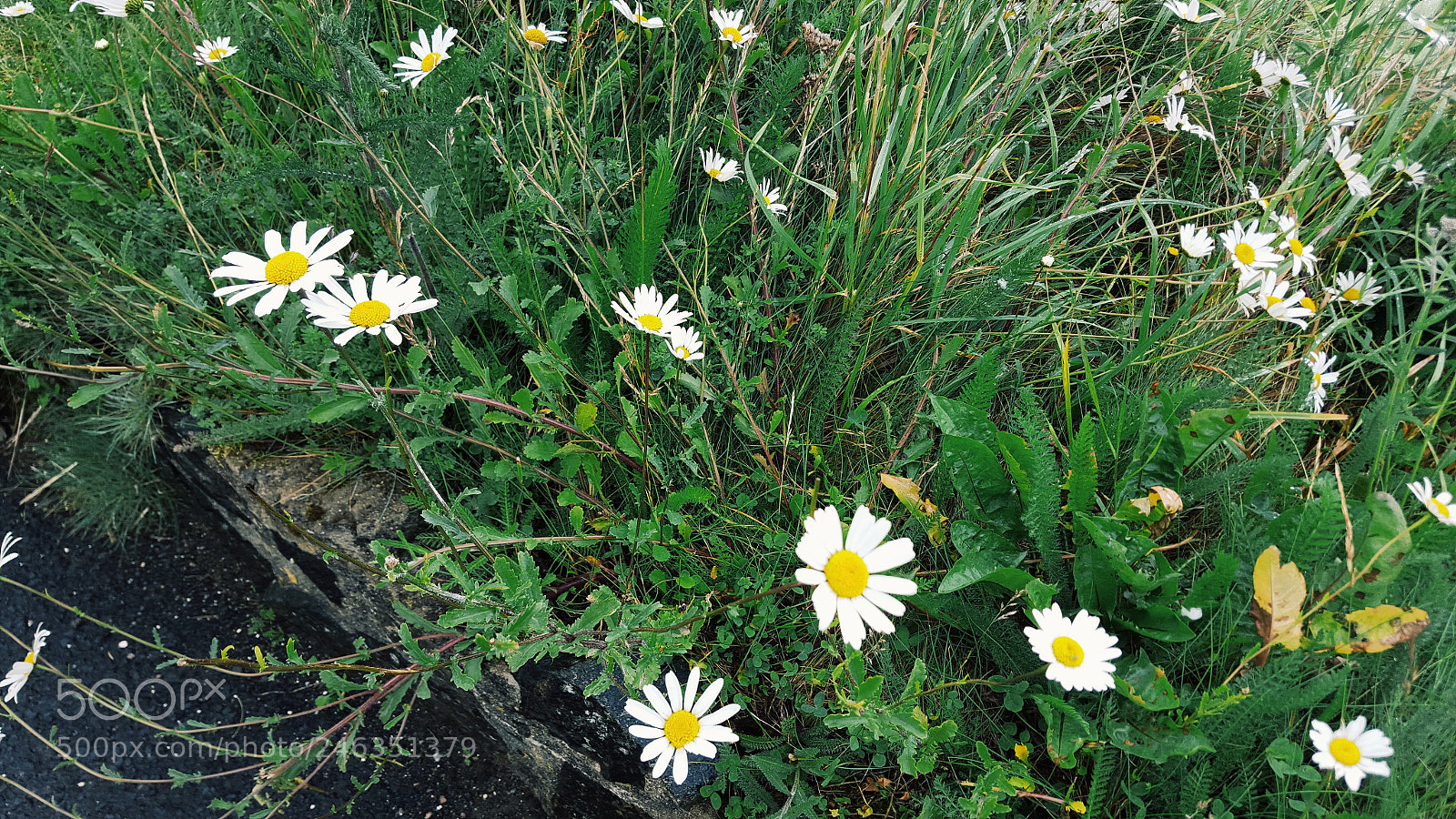 Samsung Galaxy S6 sample photo. Daisies photography