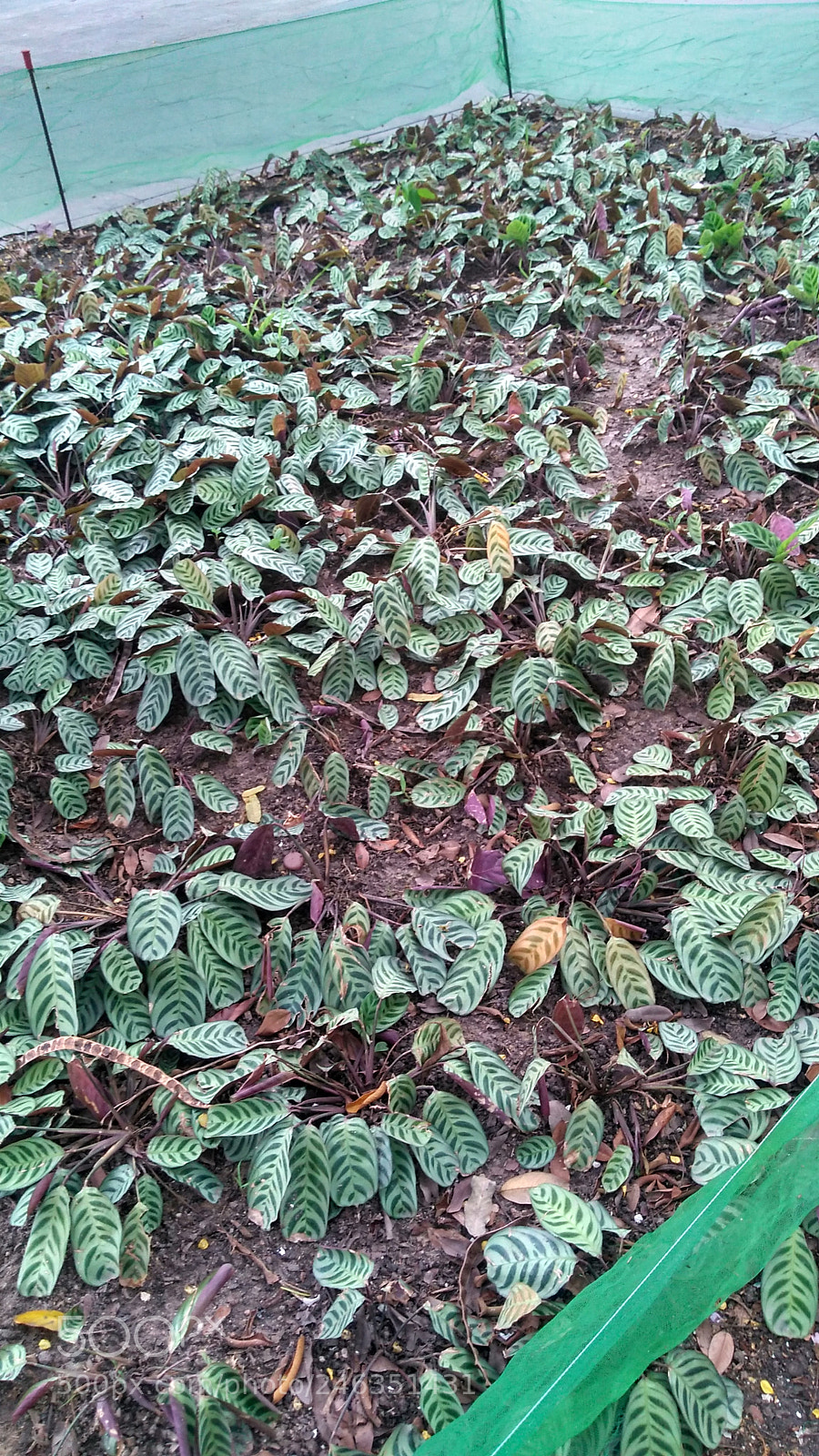Motorola Moto G Play sample photo. Untitled photography