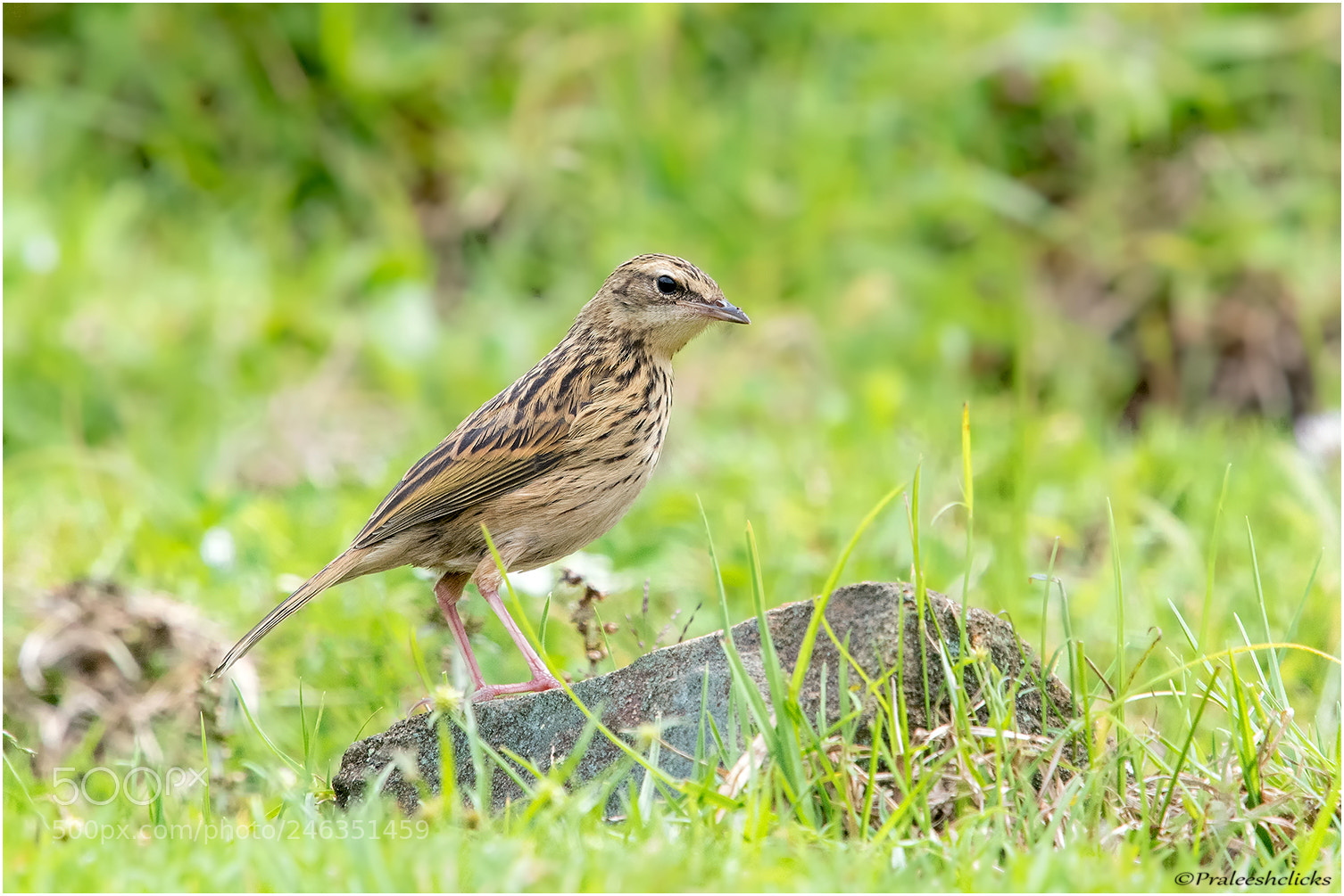 Nikon D500 sample photo. Nilgiri pipit photography