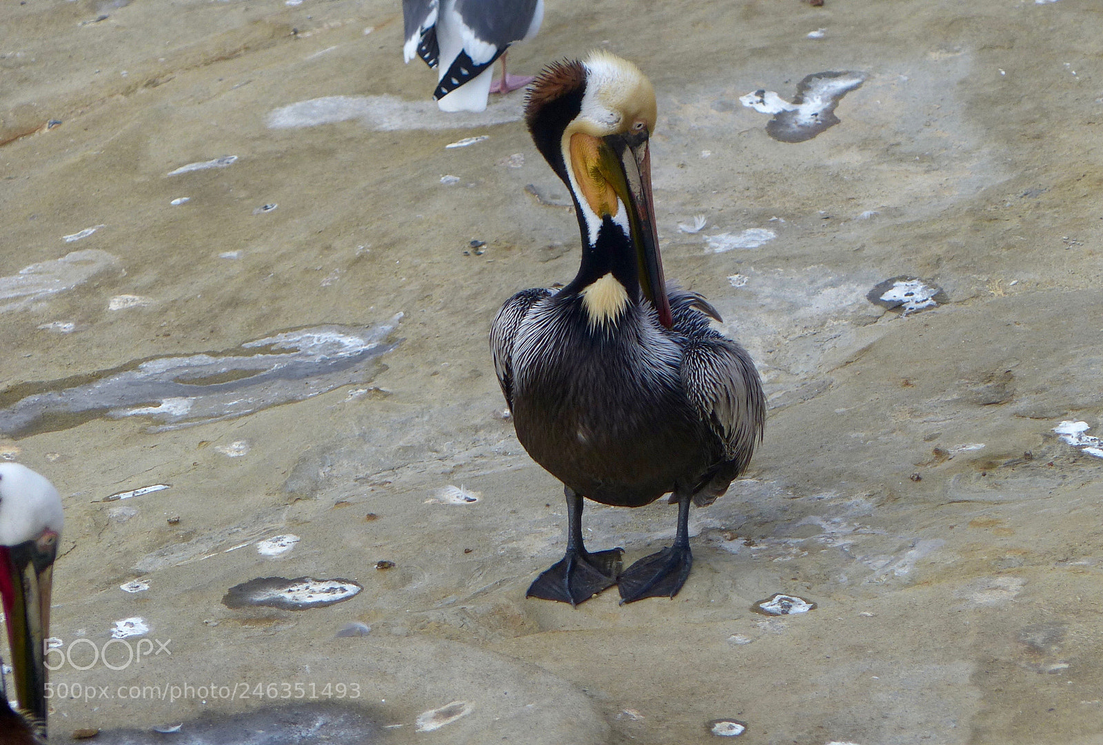 Panasonic Lumix DMC-FZ200 sample photo. Primping photography