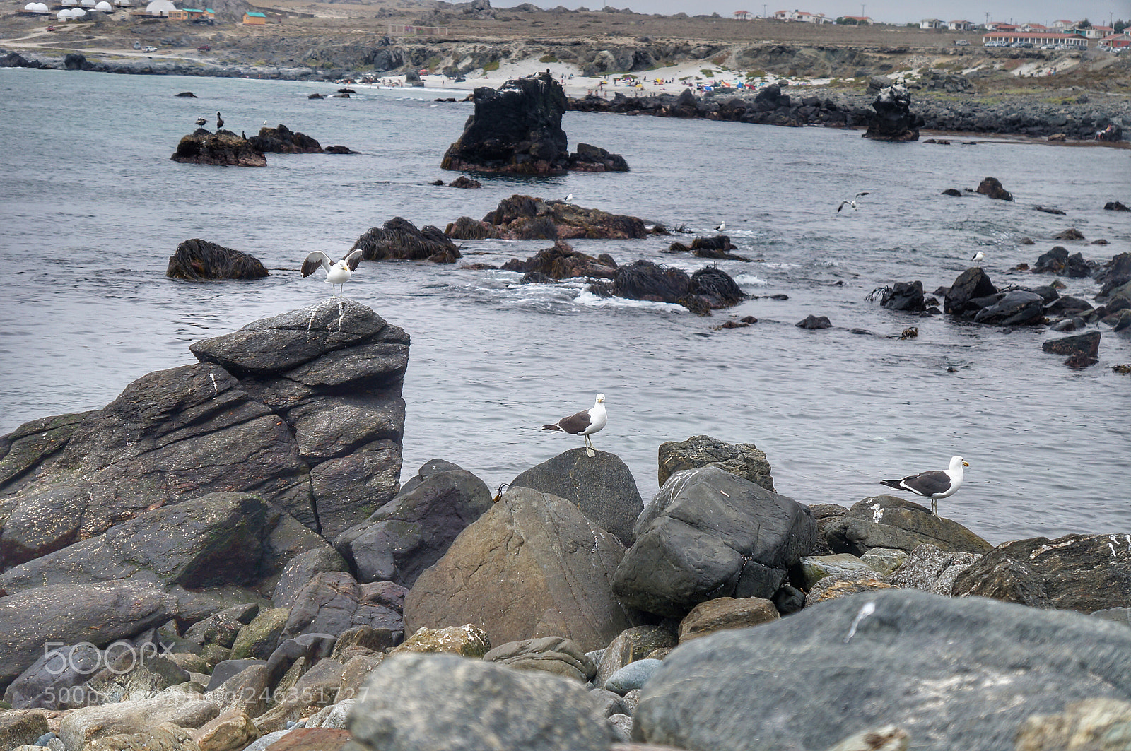 Sony SLT-A37 sample photo. Punto de choros chile photography