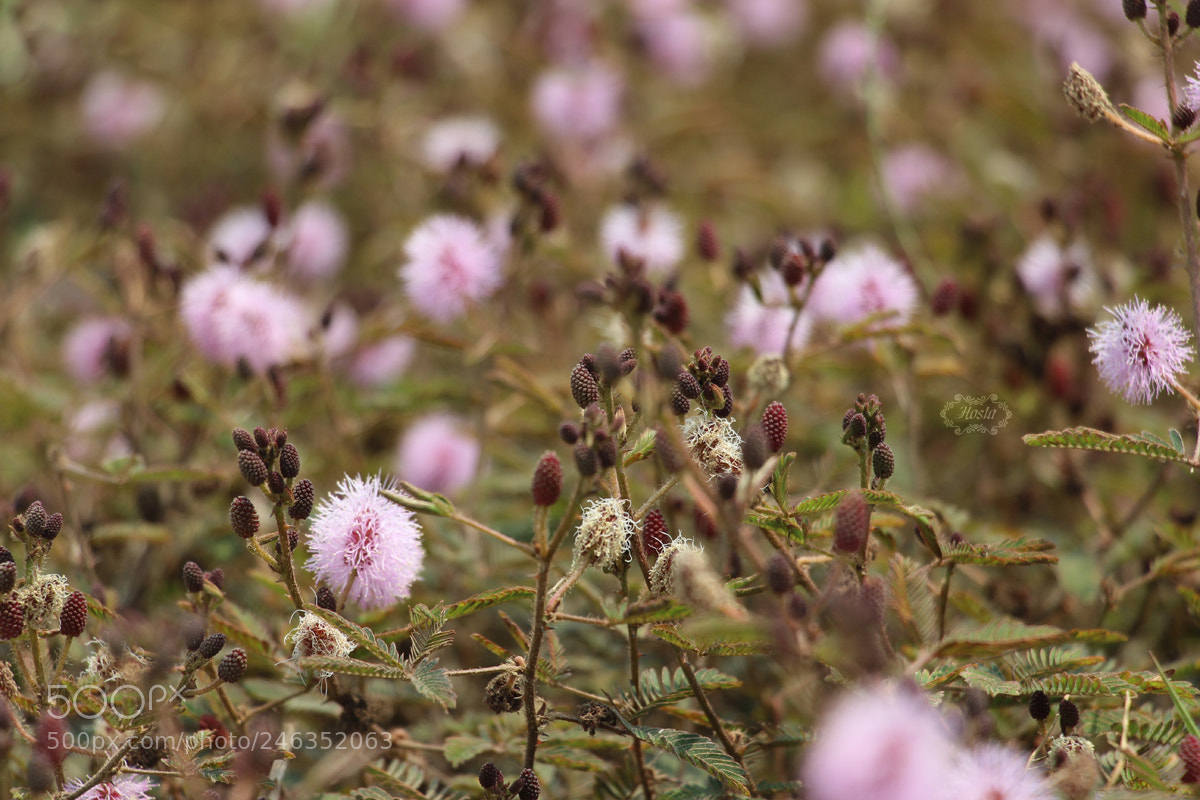 Canon EOS 700D (EOS Rebel T5i / EOS Kiss X7i) sample photo. Spring photography