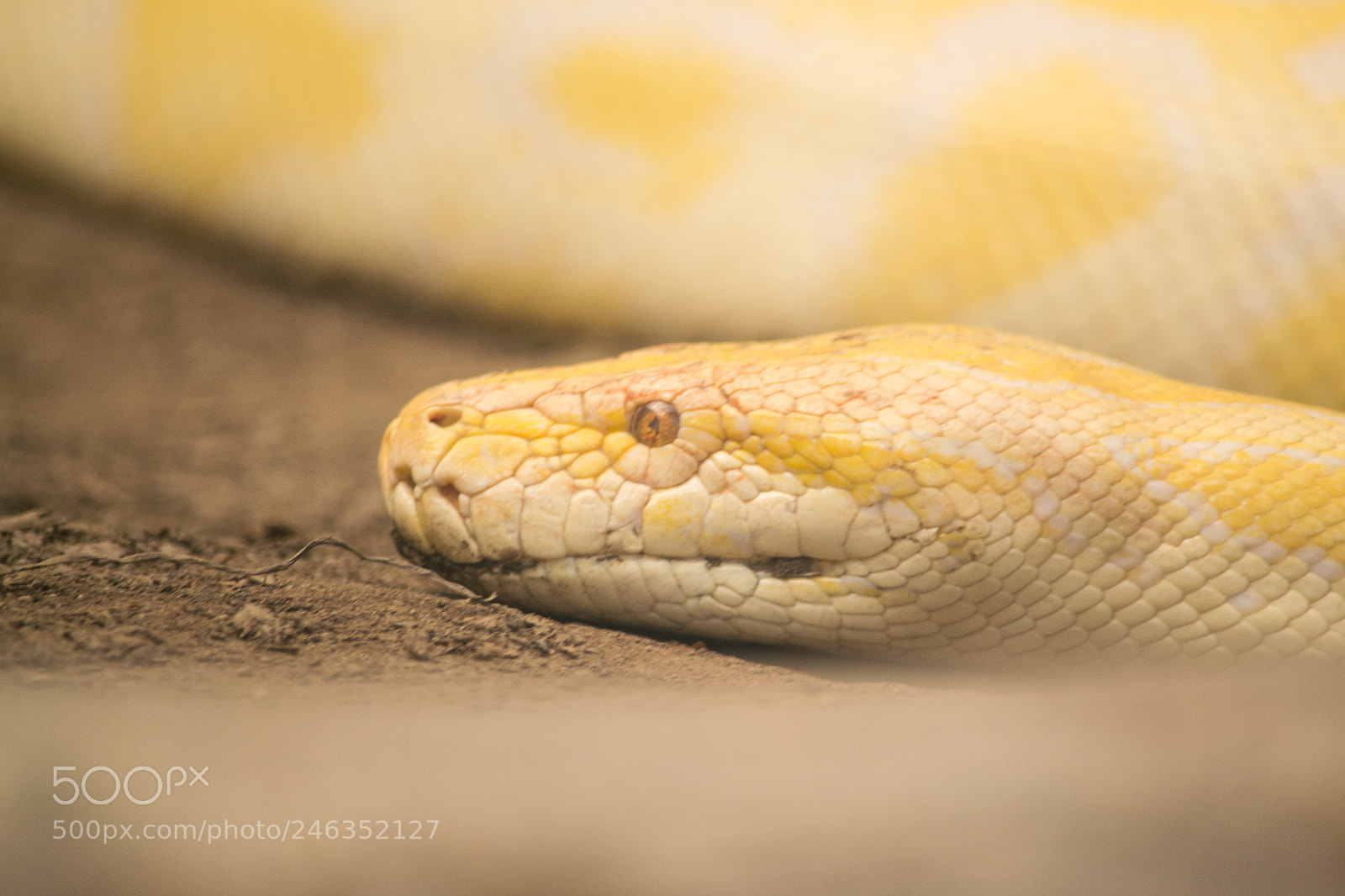 Nikon D3100 sample photo. Animals photography