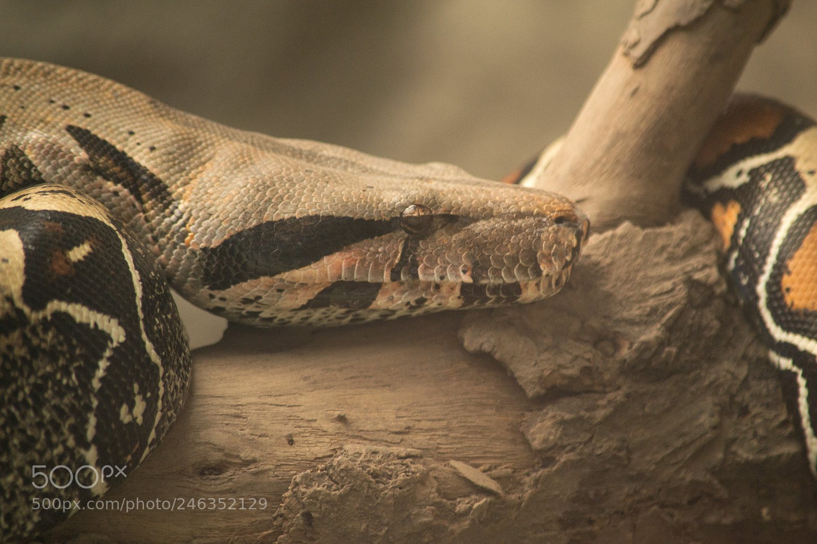 Nikon D3100 sample photo. Animals photography