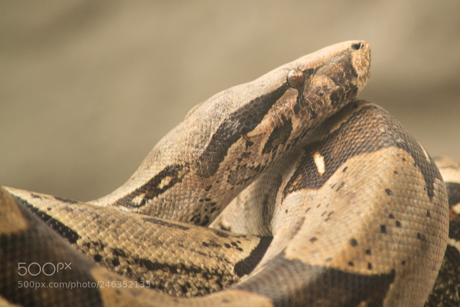 Nikon D3100 sample photo. Animals photography