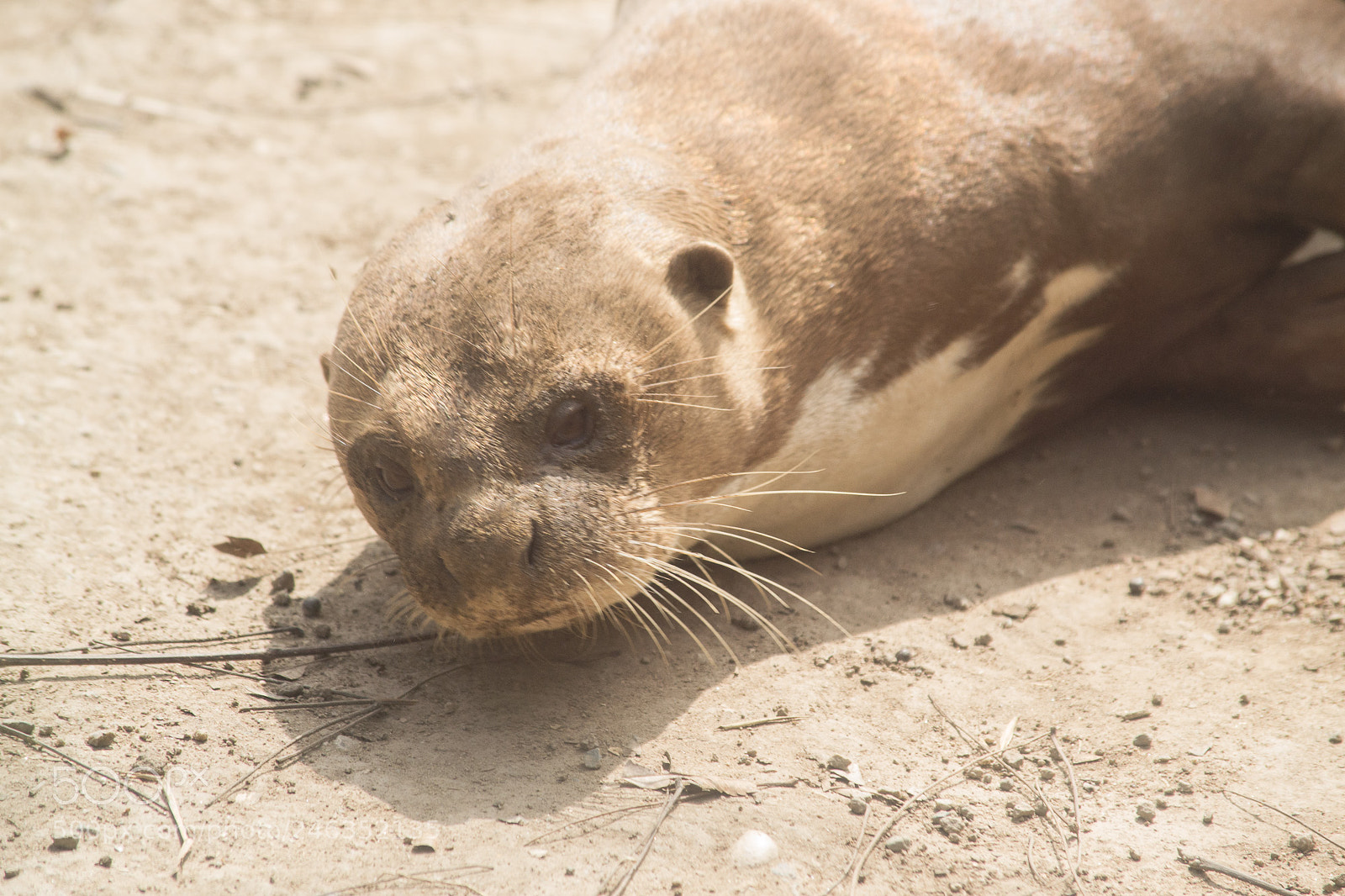 Nikon D3100 sample photo. Animals photography