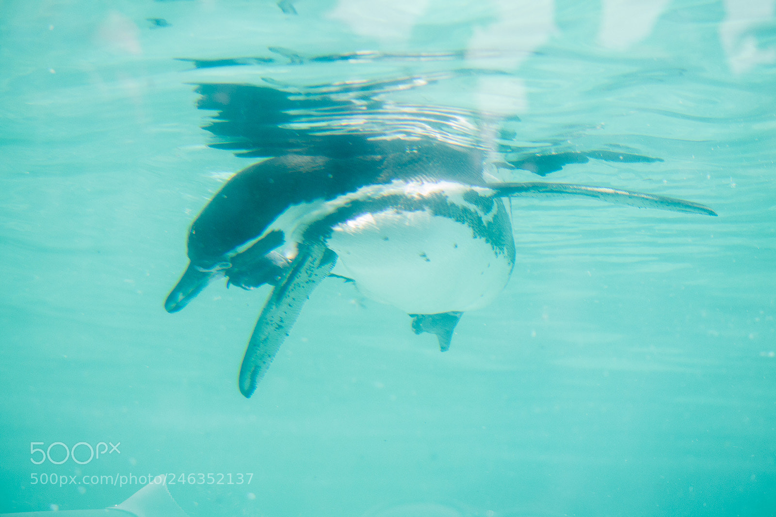 Nikon D3100 sample photo. Animals photography