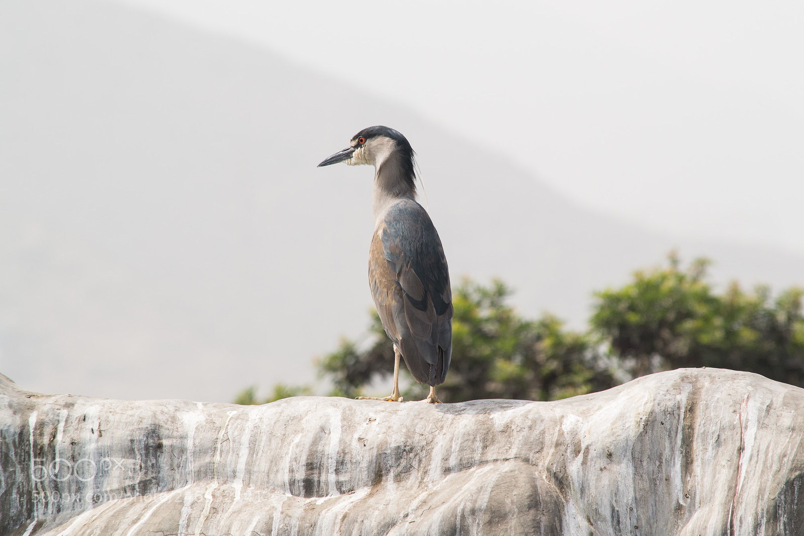 Nikon D3100 sample photo. Animals photography