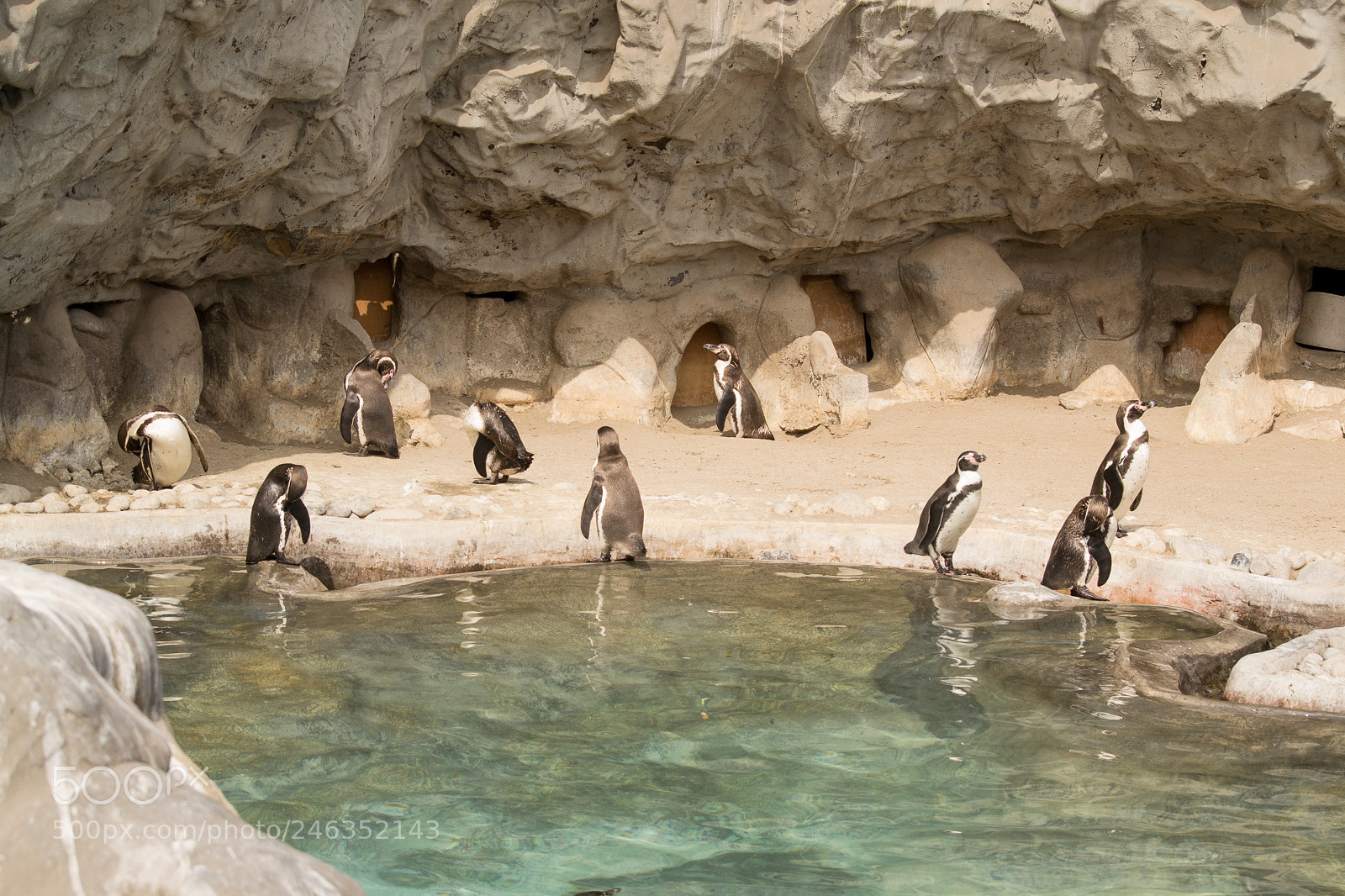 Nikon D3100 sample photo. Animals photography
