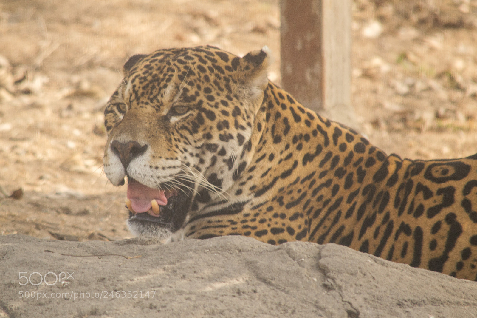 Nikon D3100 sample photo. Animals photography