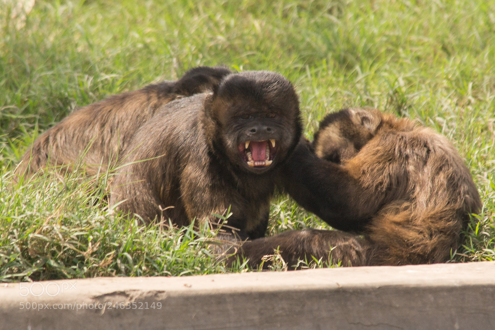 Nikon D3100 sample photo. Animals photography