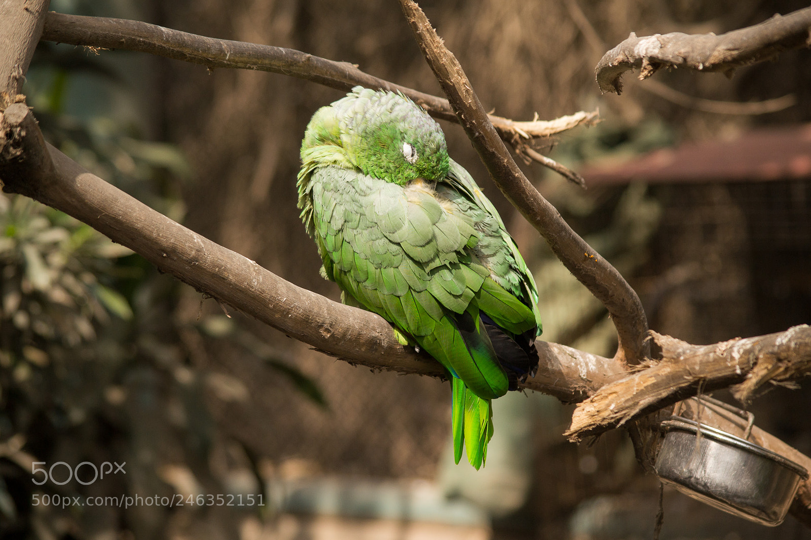 Nikon D3100 sample photo. Animals photography
