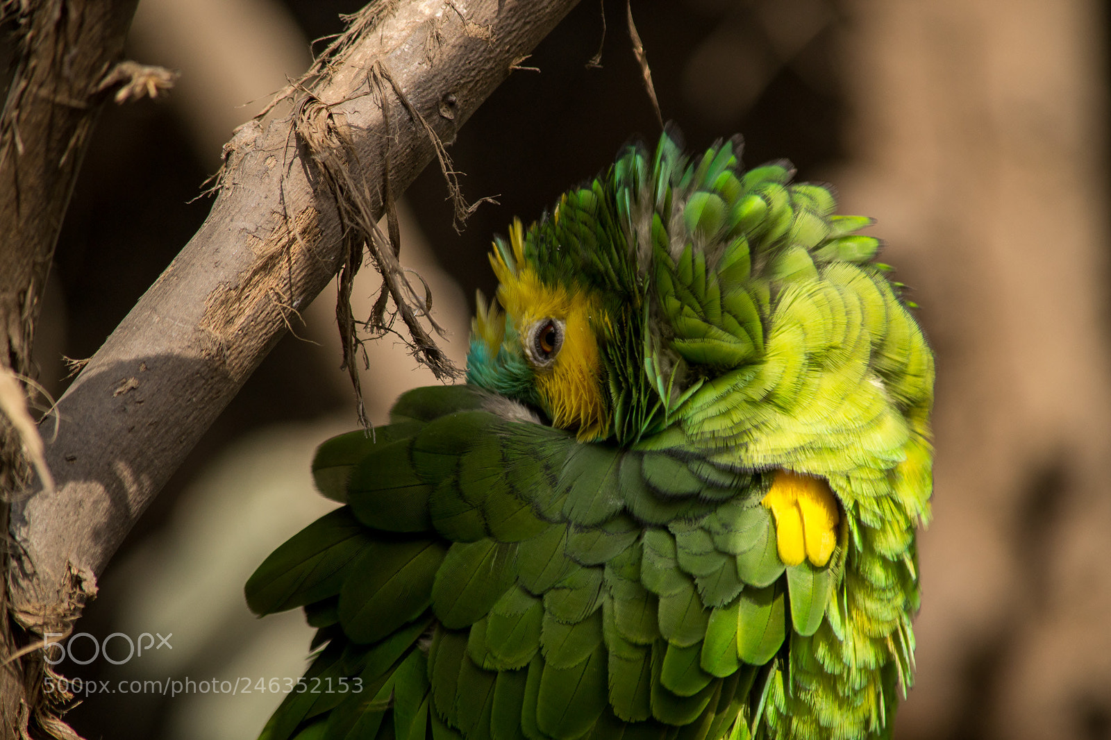 Nikon D3100 sample photo. Animals photography