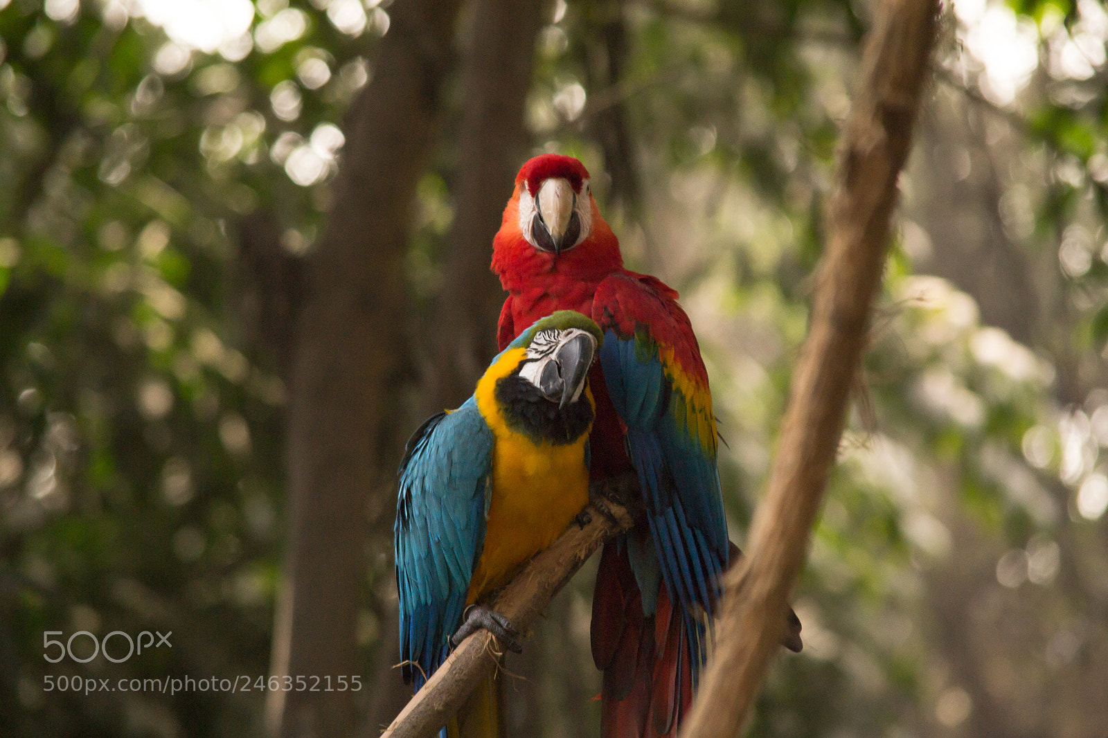 Nikon D3100 sample photo. Animals photography