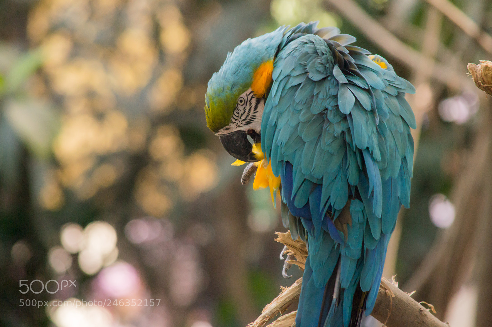 Nikon D3100 sample photo. Animals photography