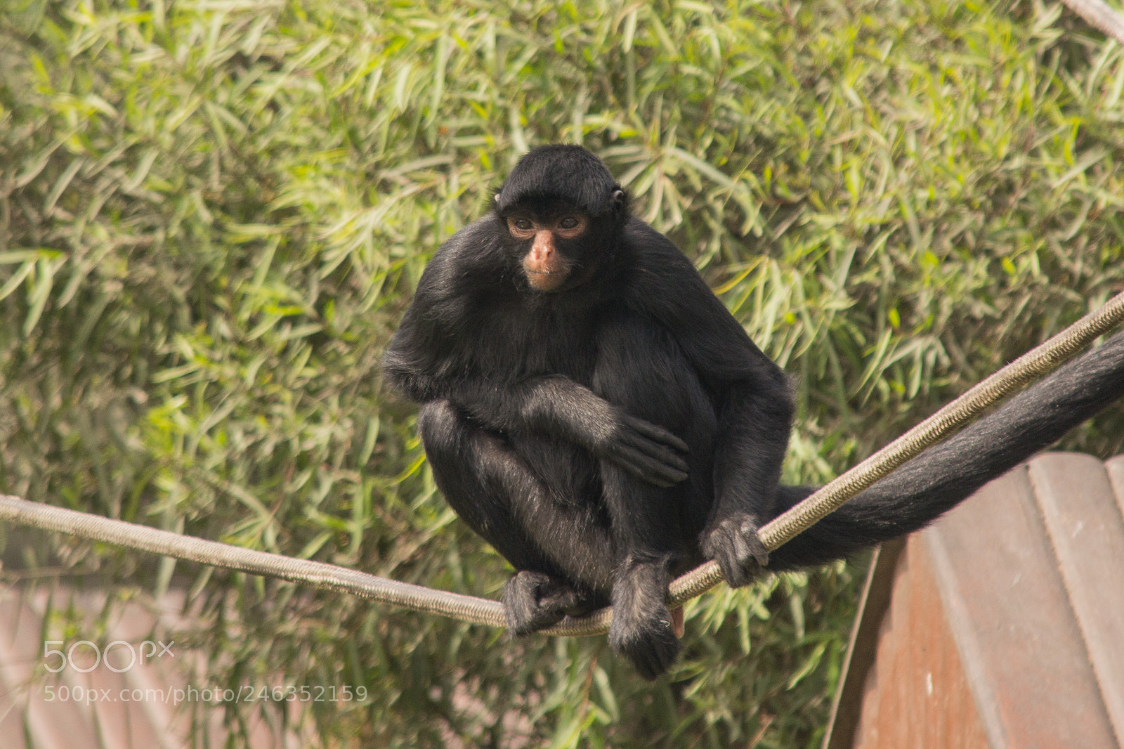 Nikon D3100 sample photo. Animals photography