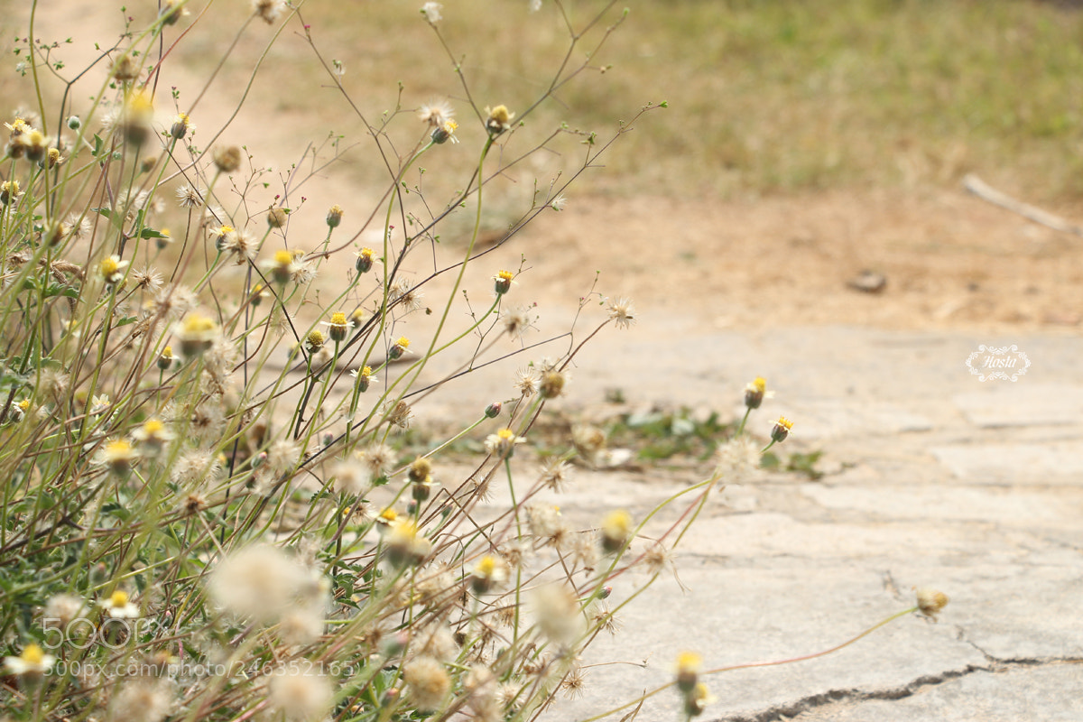 Canon EOS 700D (EOS Rebel T5i / EOS Kiss X7i) sample photo. * photography